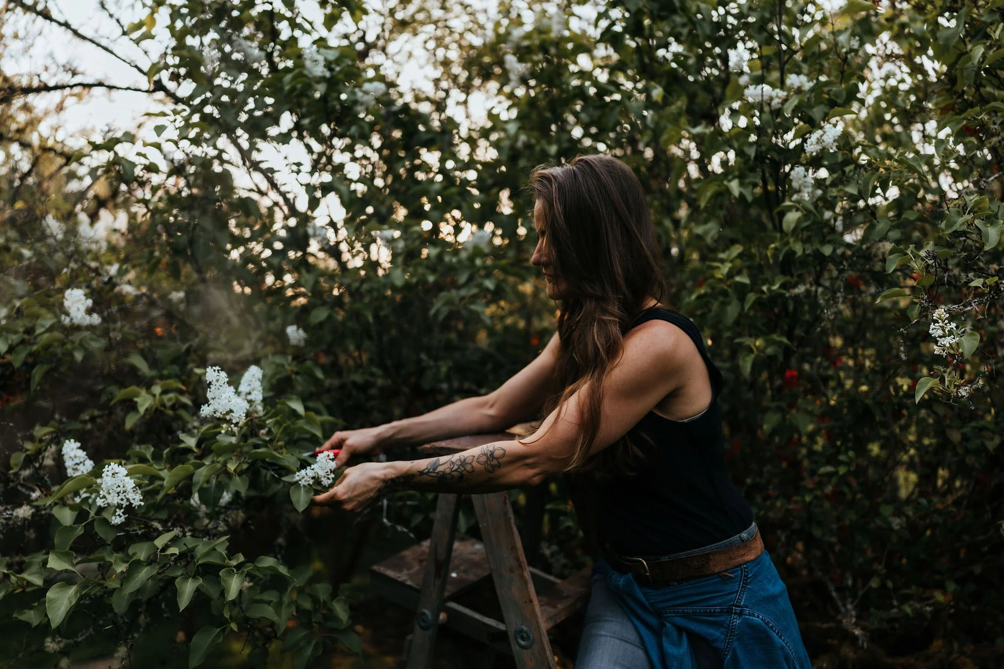 Alex pruning white lilac blossoms from a wooden ladder during a garden maintenance visit on Vancouver Island