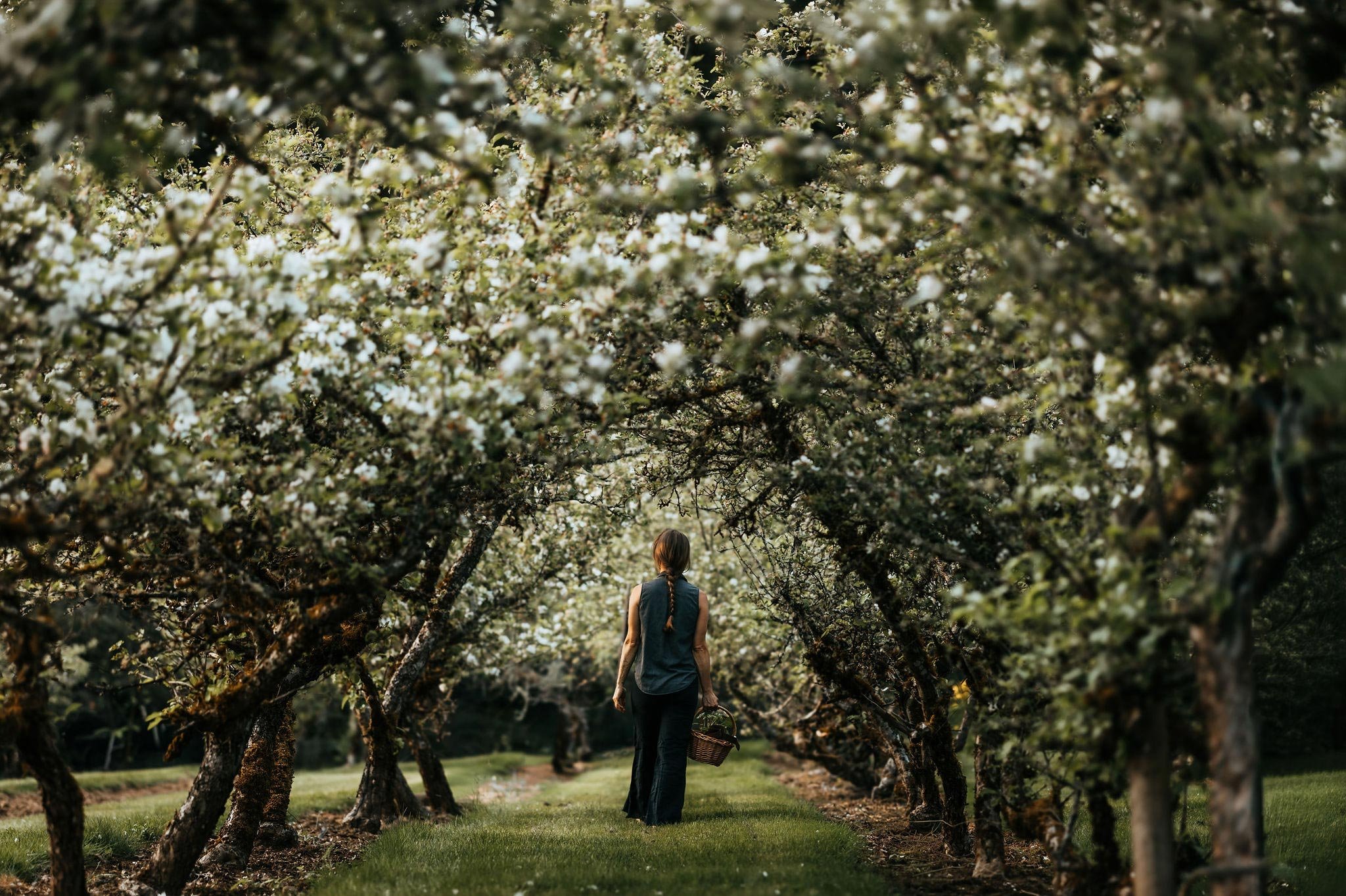 Landscape designer carrying a wicker basket through a canopy of white blossoming orchard trees in the Cowichan Valley