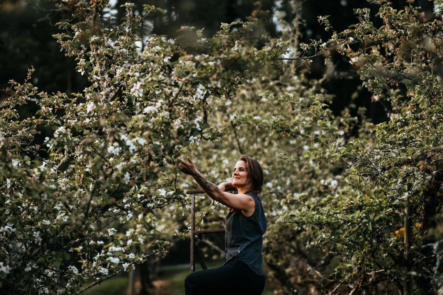 Alex, founder of Plants Become Art, smiling while reaching toward white apple blossoms from a wooden ladder in a Vancouver Island orchard