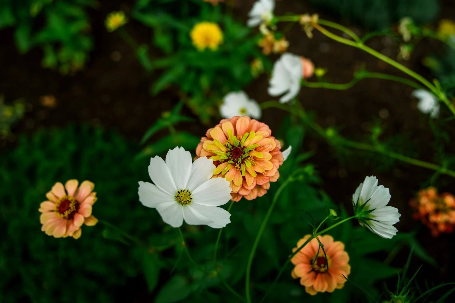 Cosmos and Zinnia flowers in a Cowichan Valley garden design