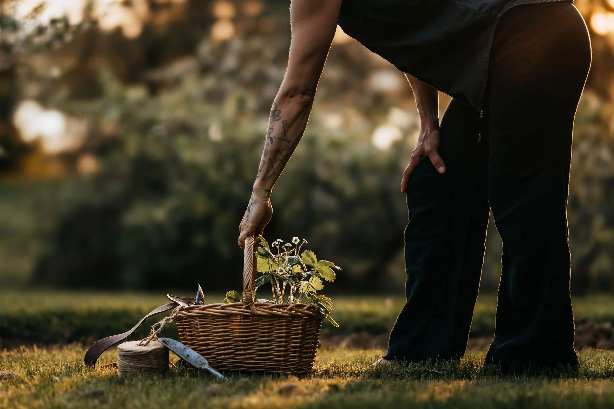 Alex of Plants Become Art reaching for a wicker garden basket filled with strawberry plants at golden hour on Vancouver Island