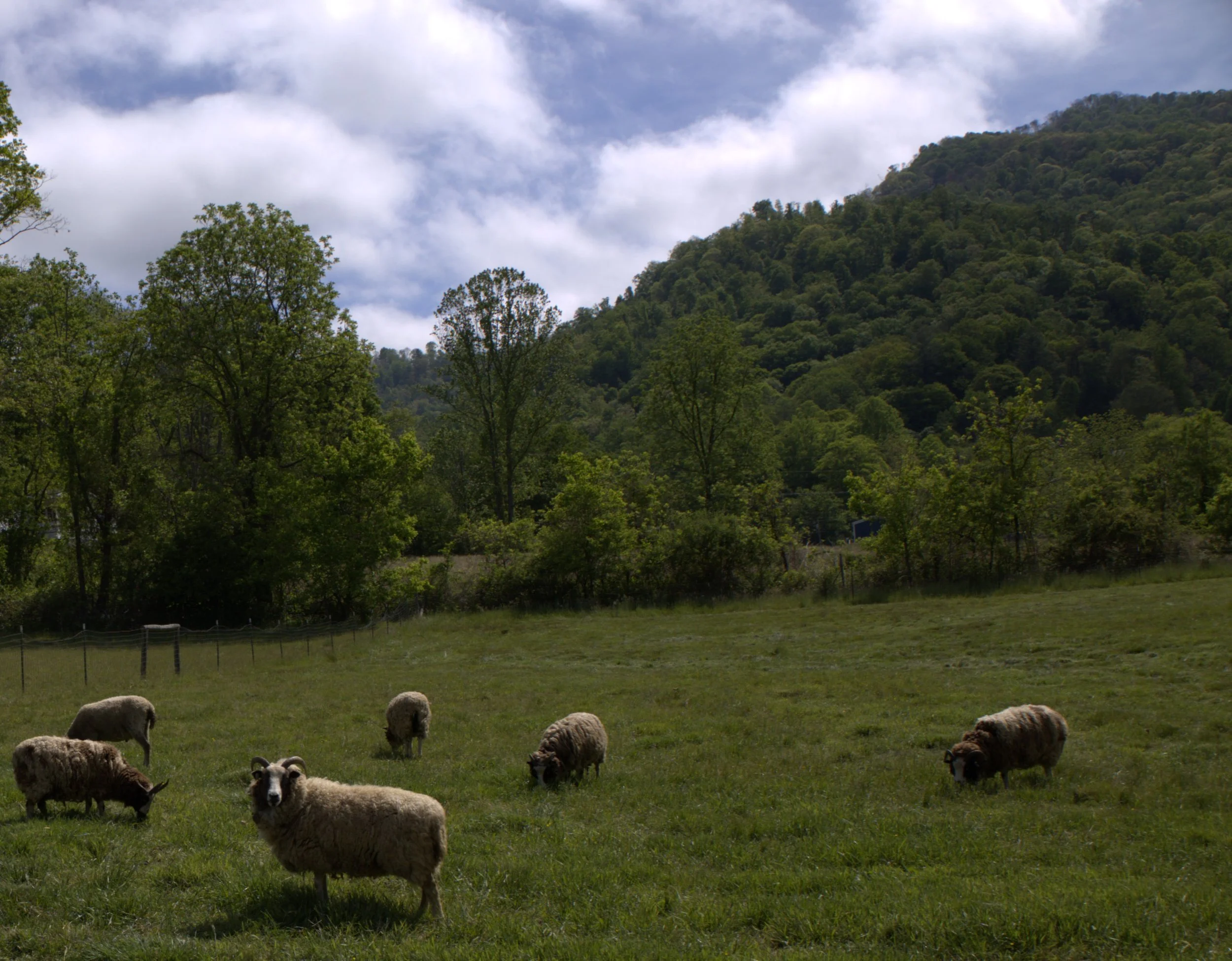 Hobbyknob Farmstead, Weaverville, NC