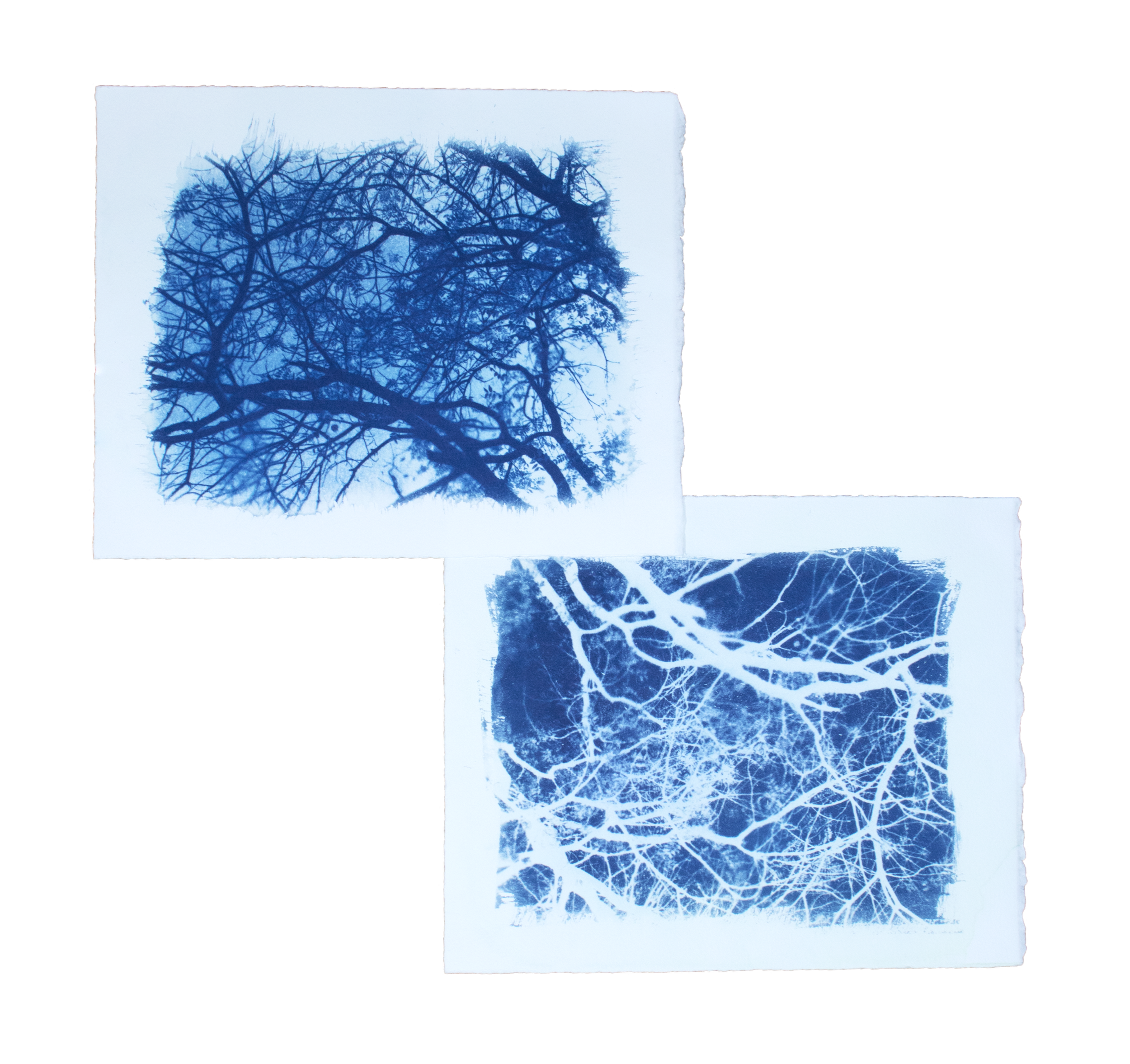 cyanotypes.png