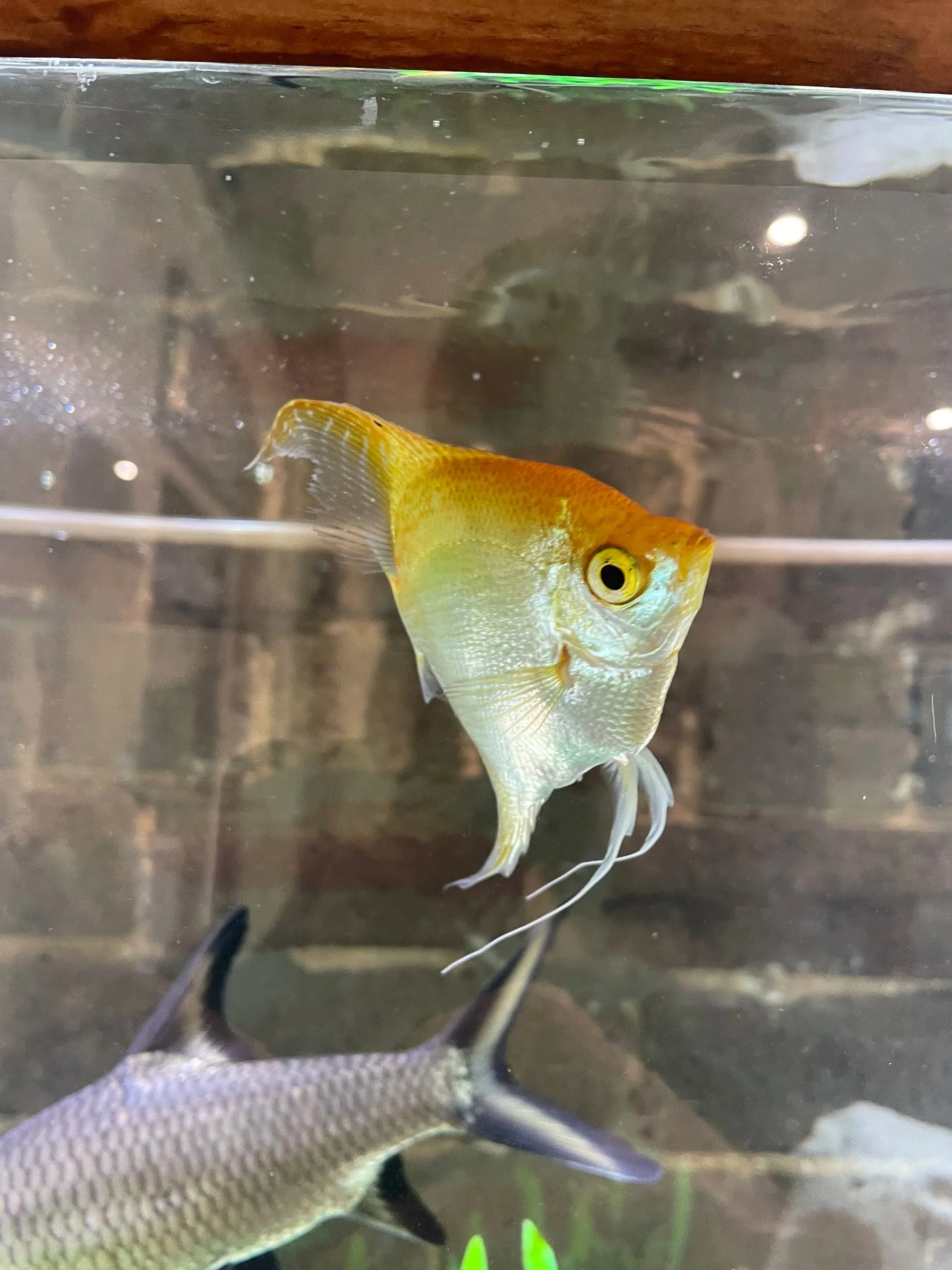 A colorful freshwater fish with yellow, orange, and white hues swimming in an aquarium.