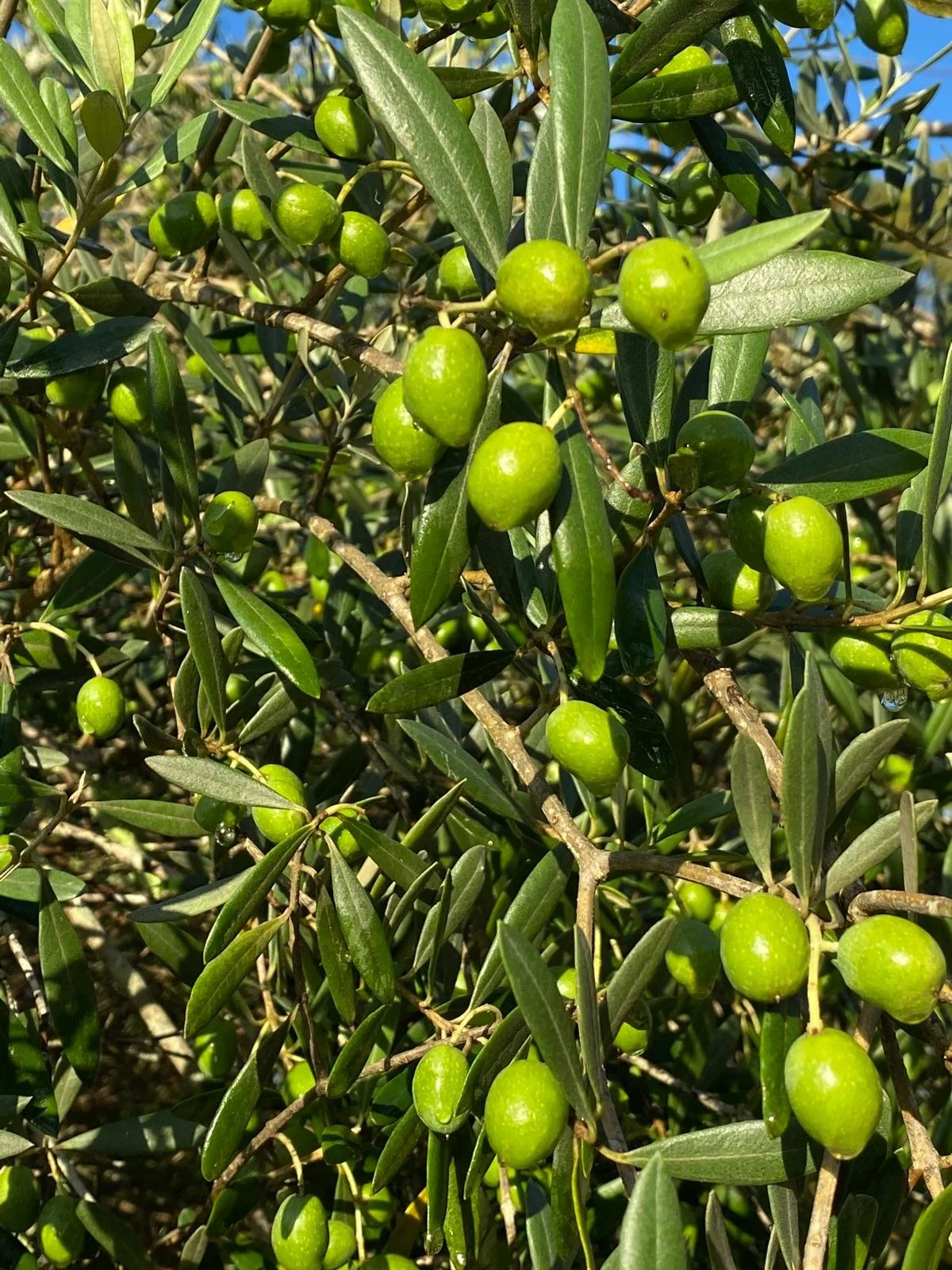 WhatsApp Image 2026-01-09 at 11.47.44.jpeg