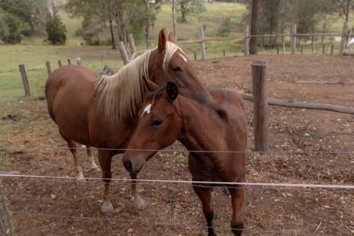 Two horses nuzzling in a paddock at Kingaley Farm Stay