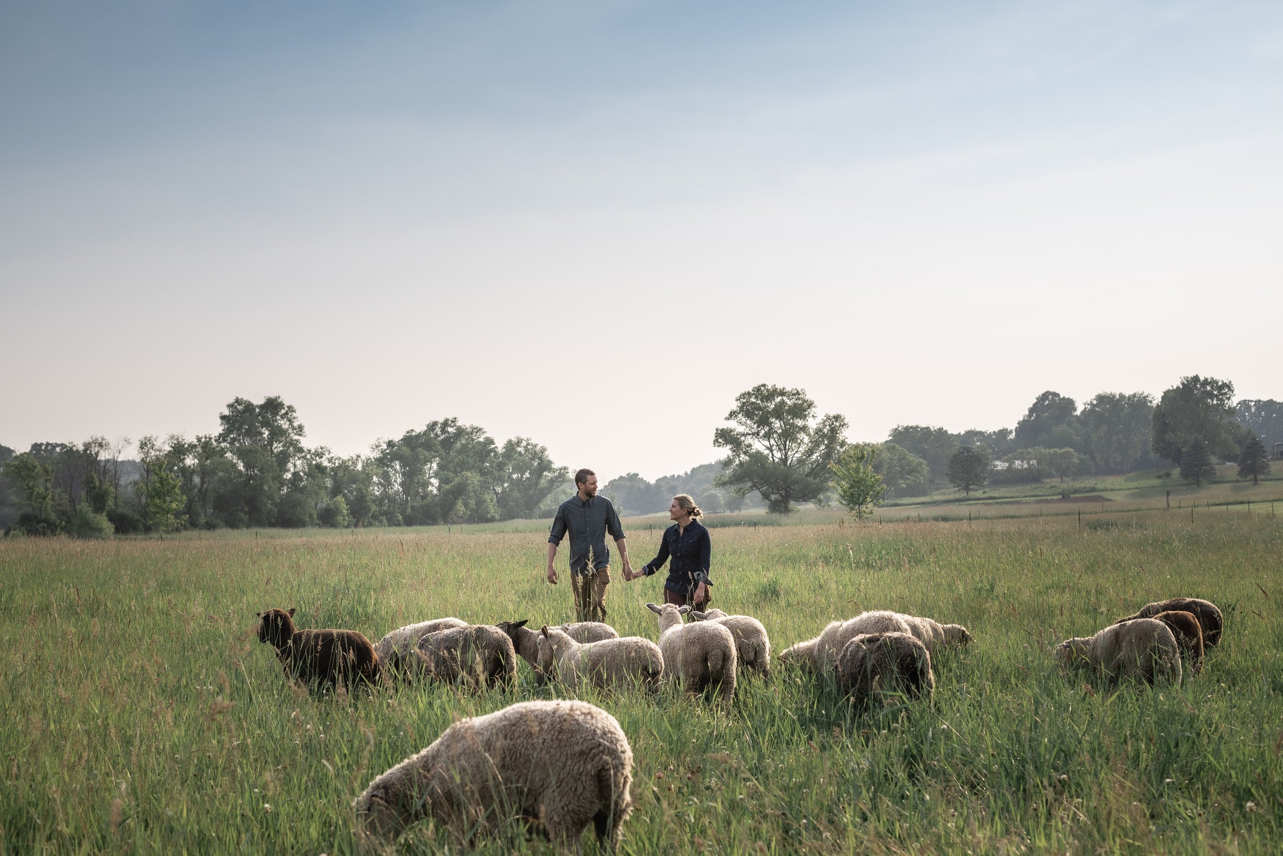 A couple holding hands in a grassy field with sheep and some trees in the background on a clear day.