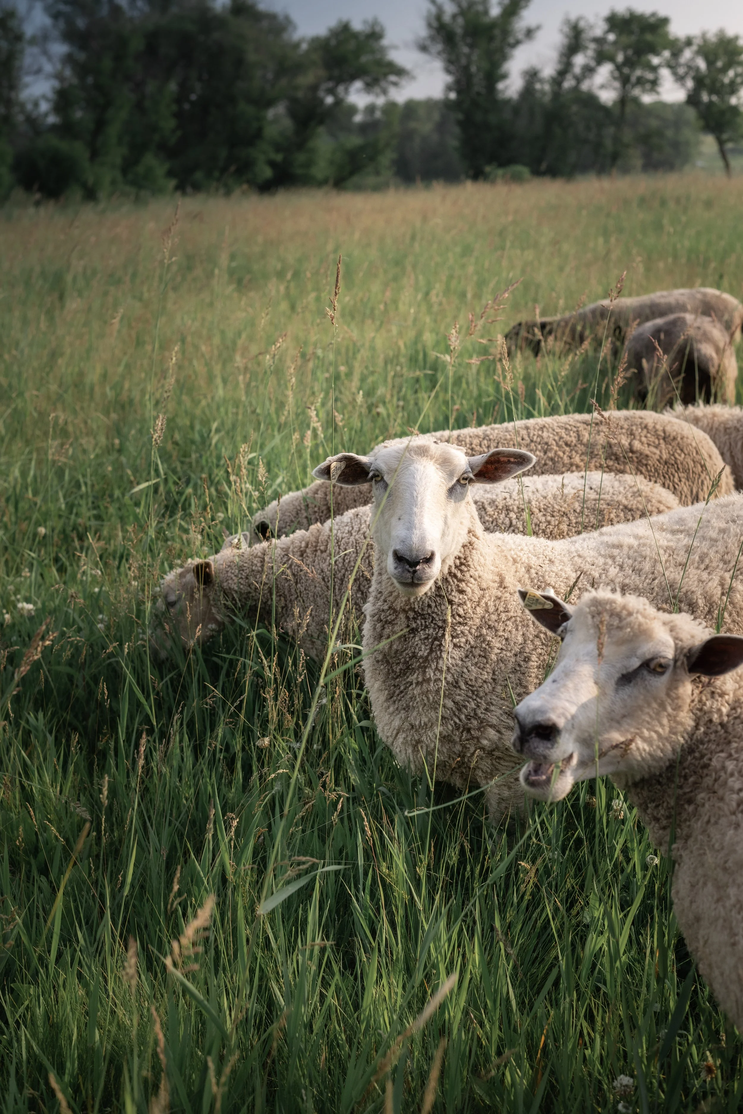 Wool goods and yarn in Verona Wisconsin