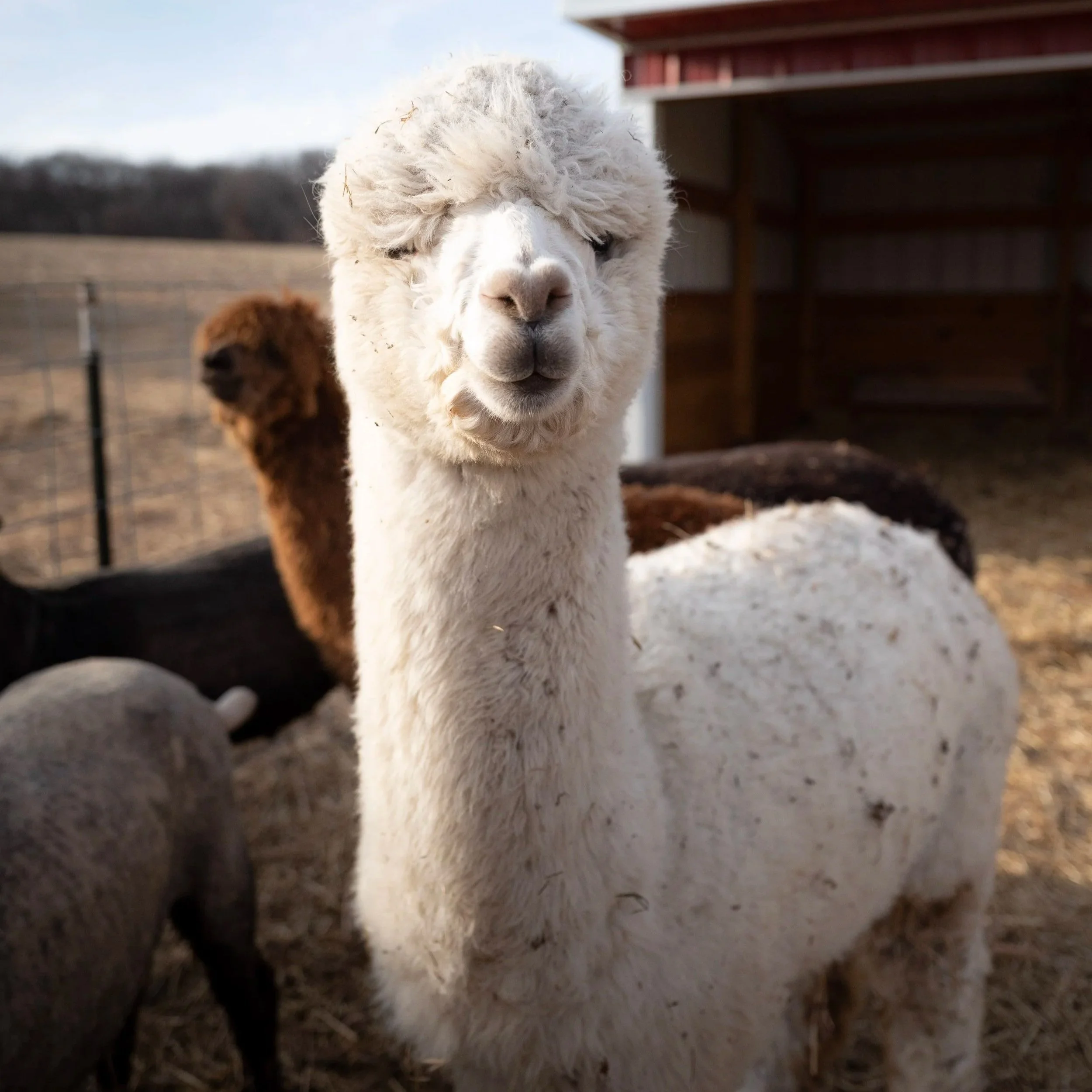 Alpaca blend yarn in Madison Wisconsin