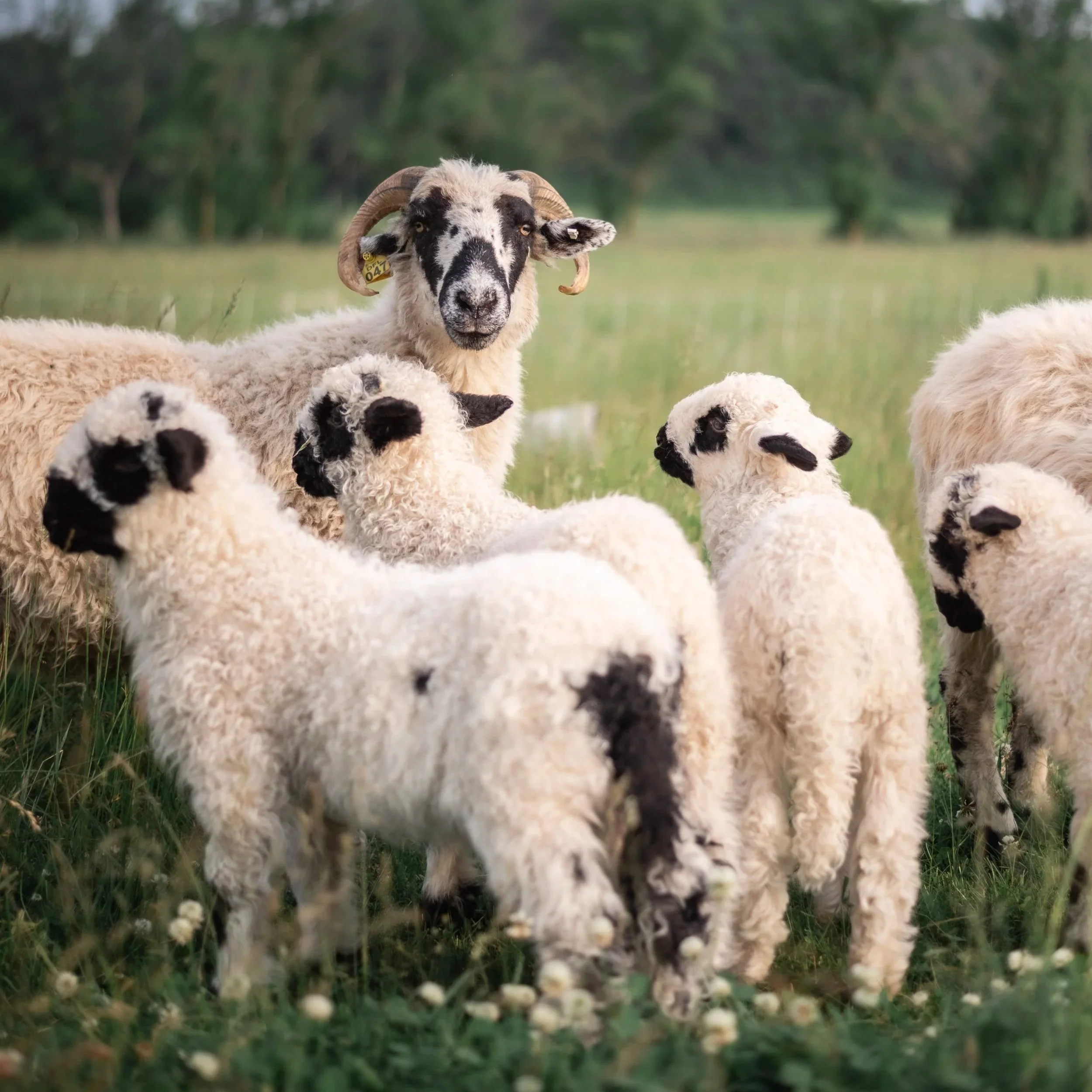 Valais Blacknose sheep for sale in Southern Wisconsin