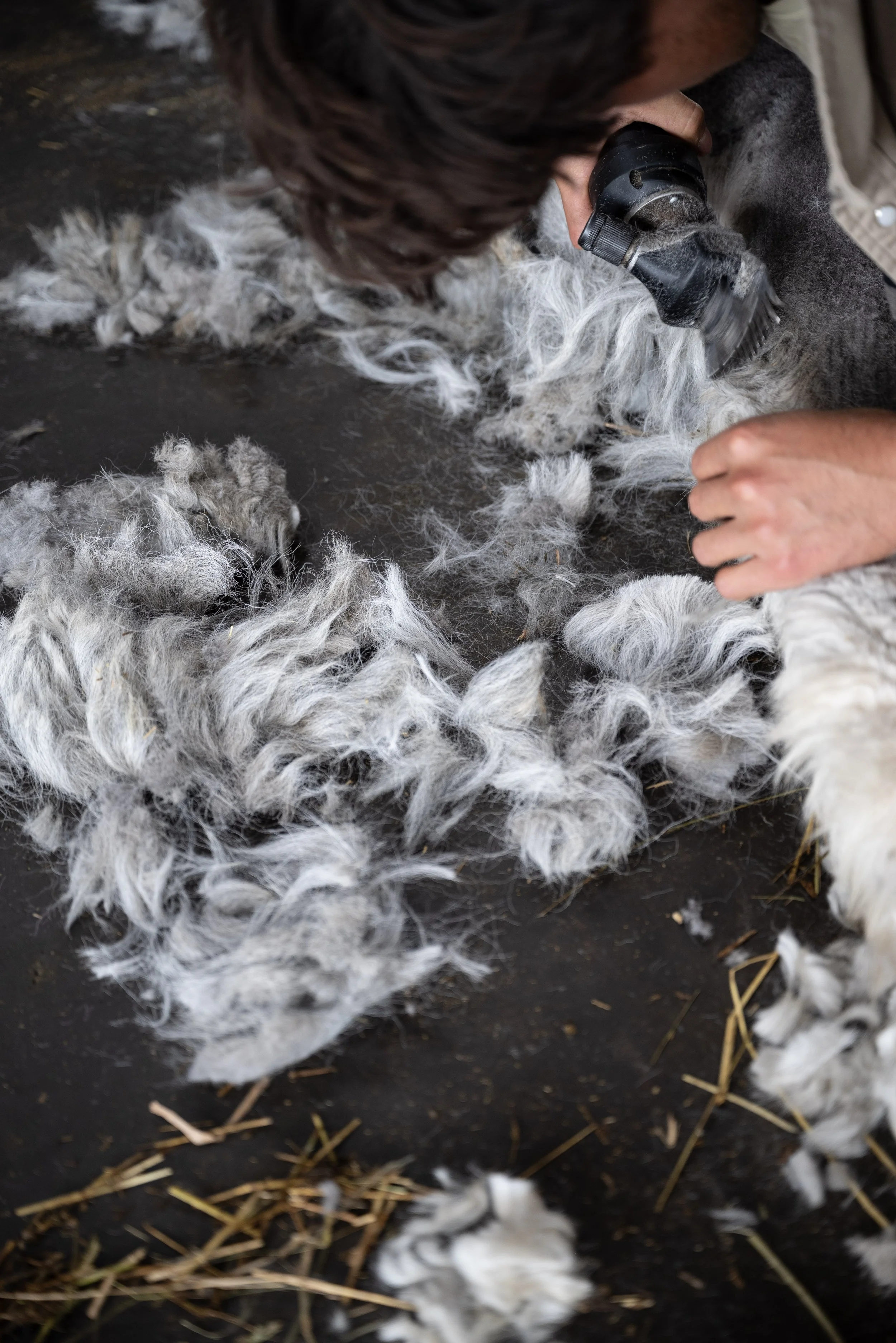 Raw Fleeces for sale in Verona Wisconsin at Sugar Springs Farm