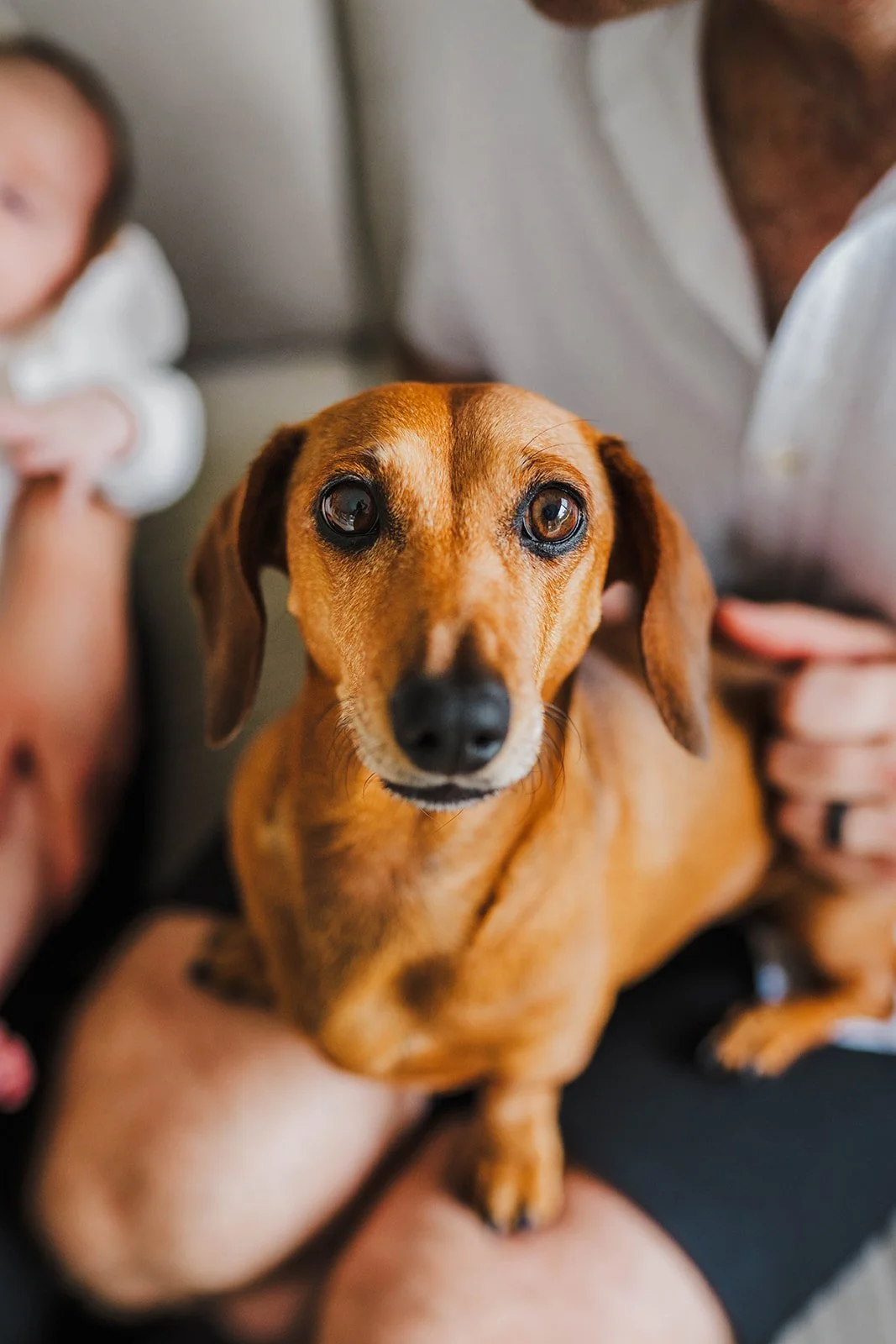 A brown dachshund dog with floppy ears looking directly at the camera, surrounded by people.