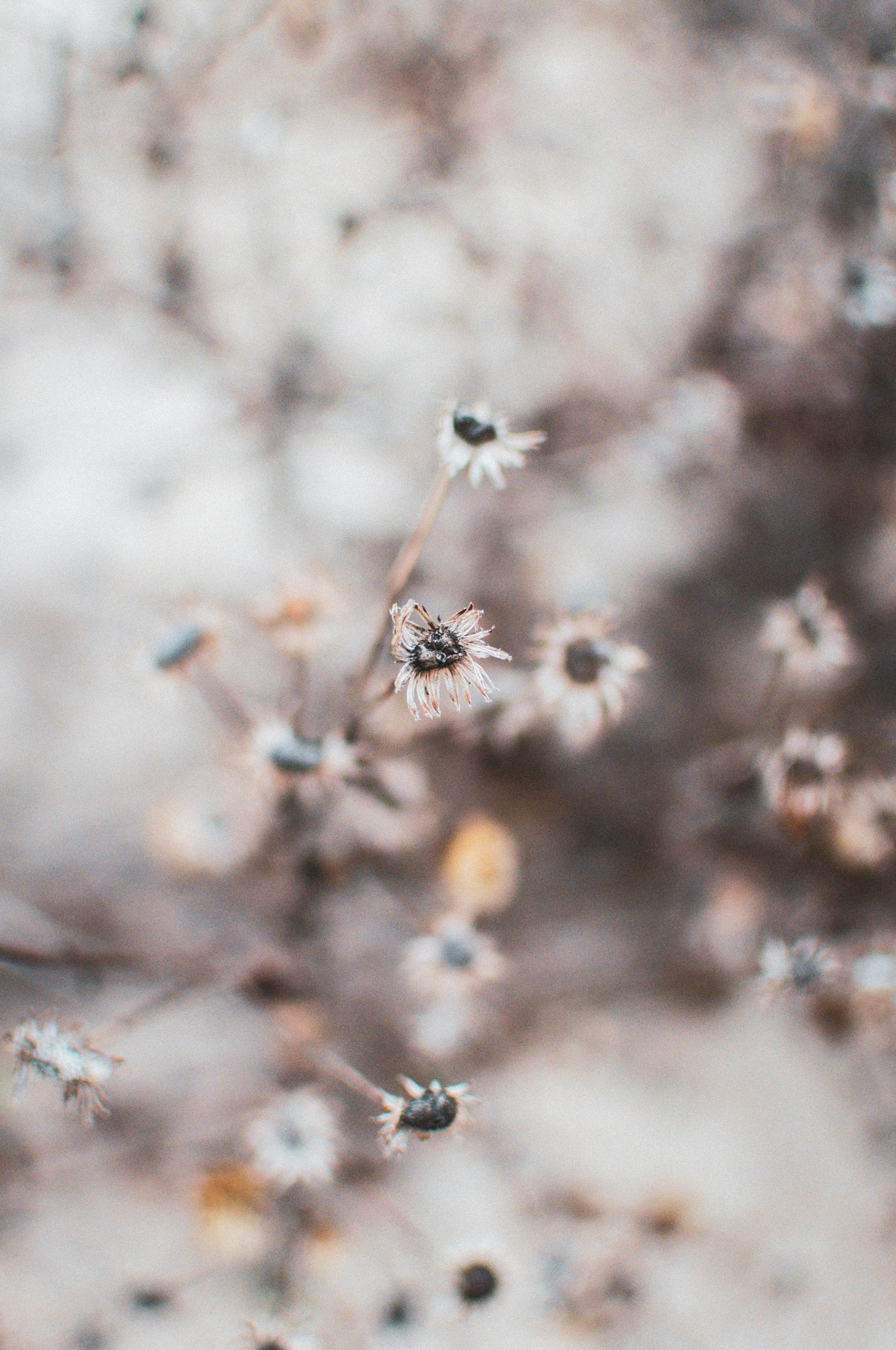 Close-up of dried flowers or seed pods on a branch, with a blurred background.