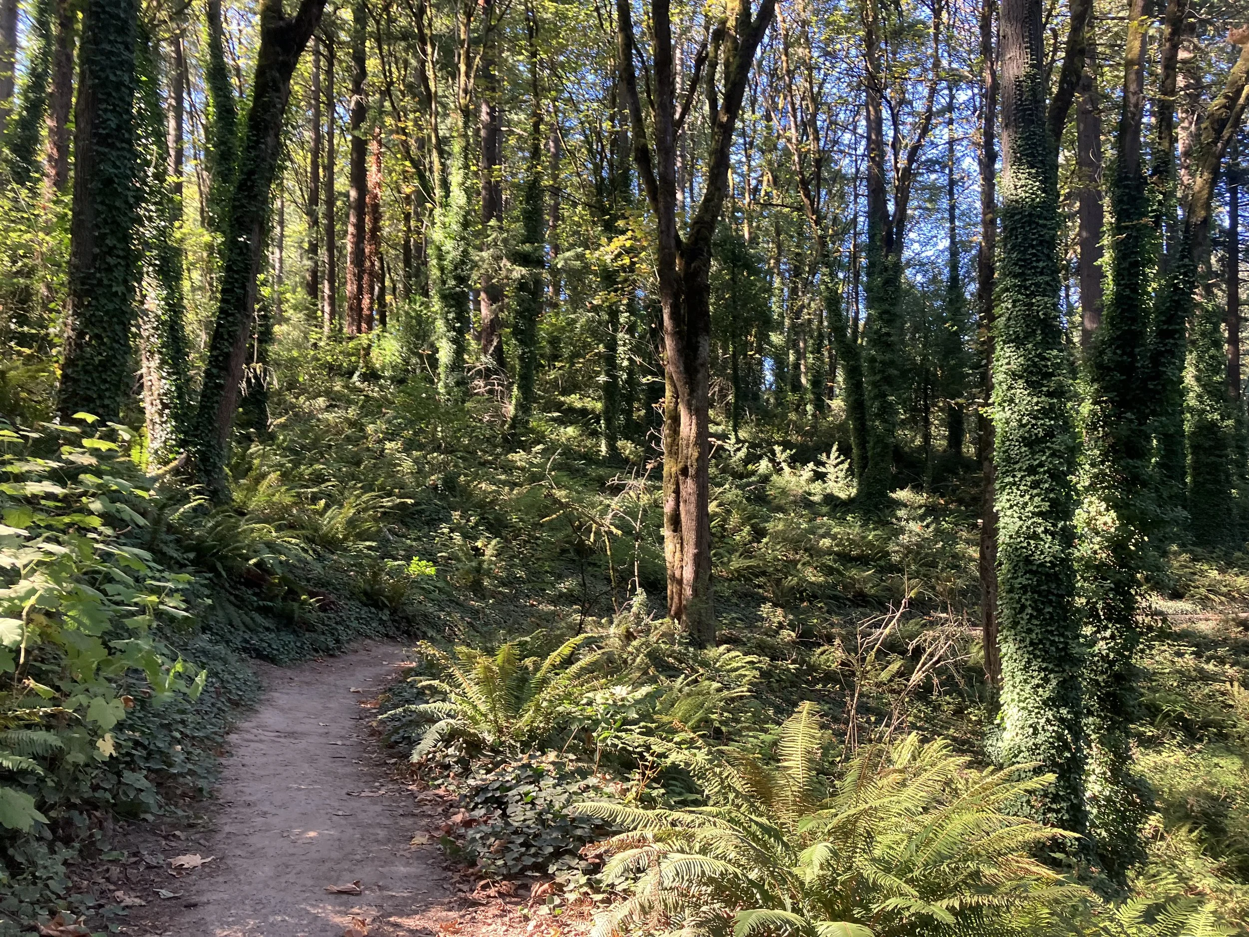 A narrow dirt trail winds through a dense green forest with tall trees and lush undergrowth.