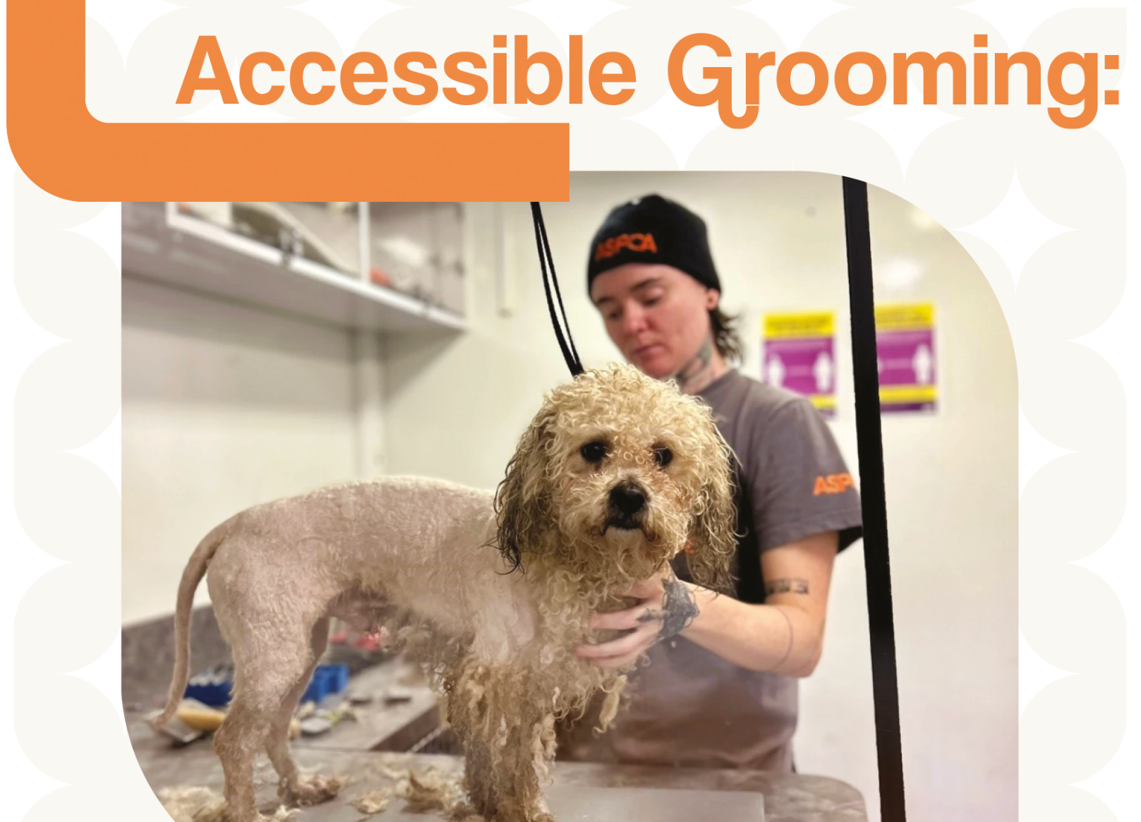 Groomer to Groomer - featured article, "Accessible Grooming: An Important Part of Animal Neglect Prevention" (2025)