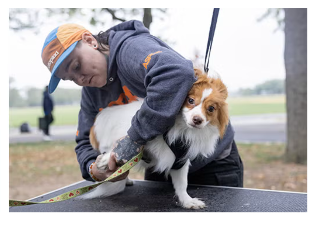 Today’s Vet Nurse - featured article “How to Identify and Address Grooming Neglect” (co-authored with Kennedy Benson, Emily Patterson-Kane, Laura Niestat) (2026)