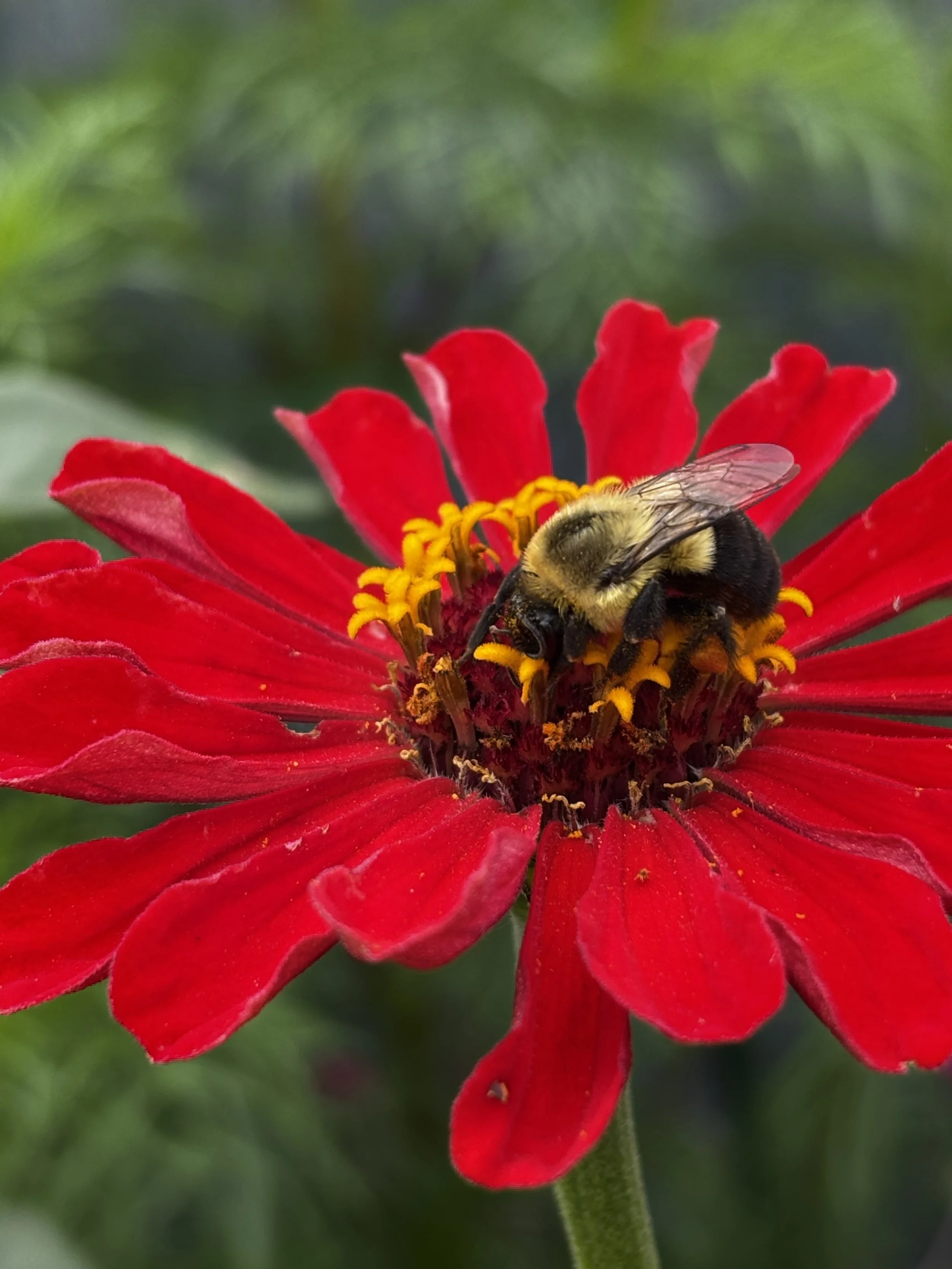 Close-up of a bee collecting nectar from a vibrant red flower with yellow stamens, against a blurred green background.