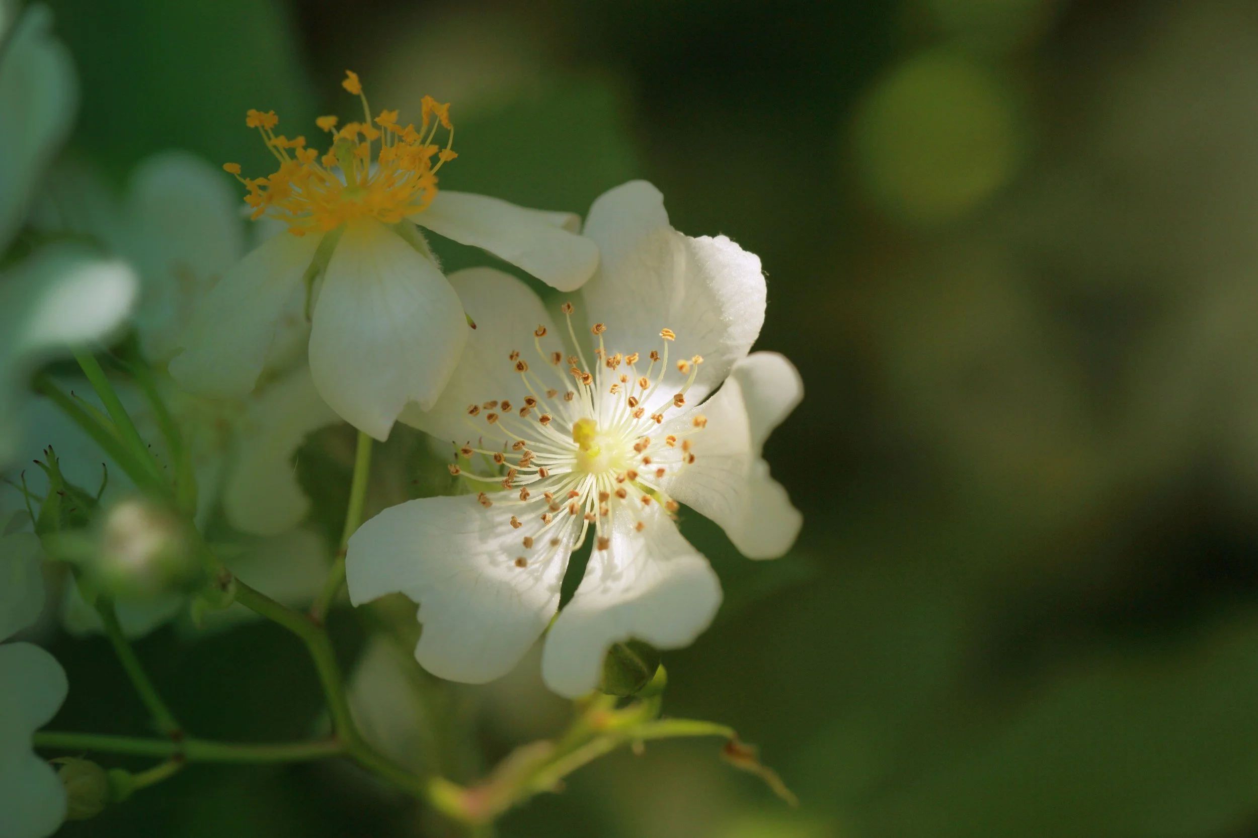 Close-up of white flowers with yellow stamens and green background.