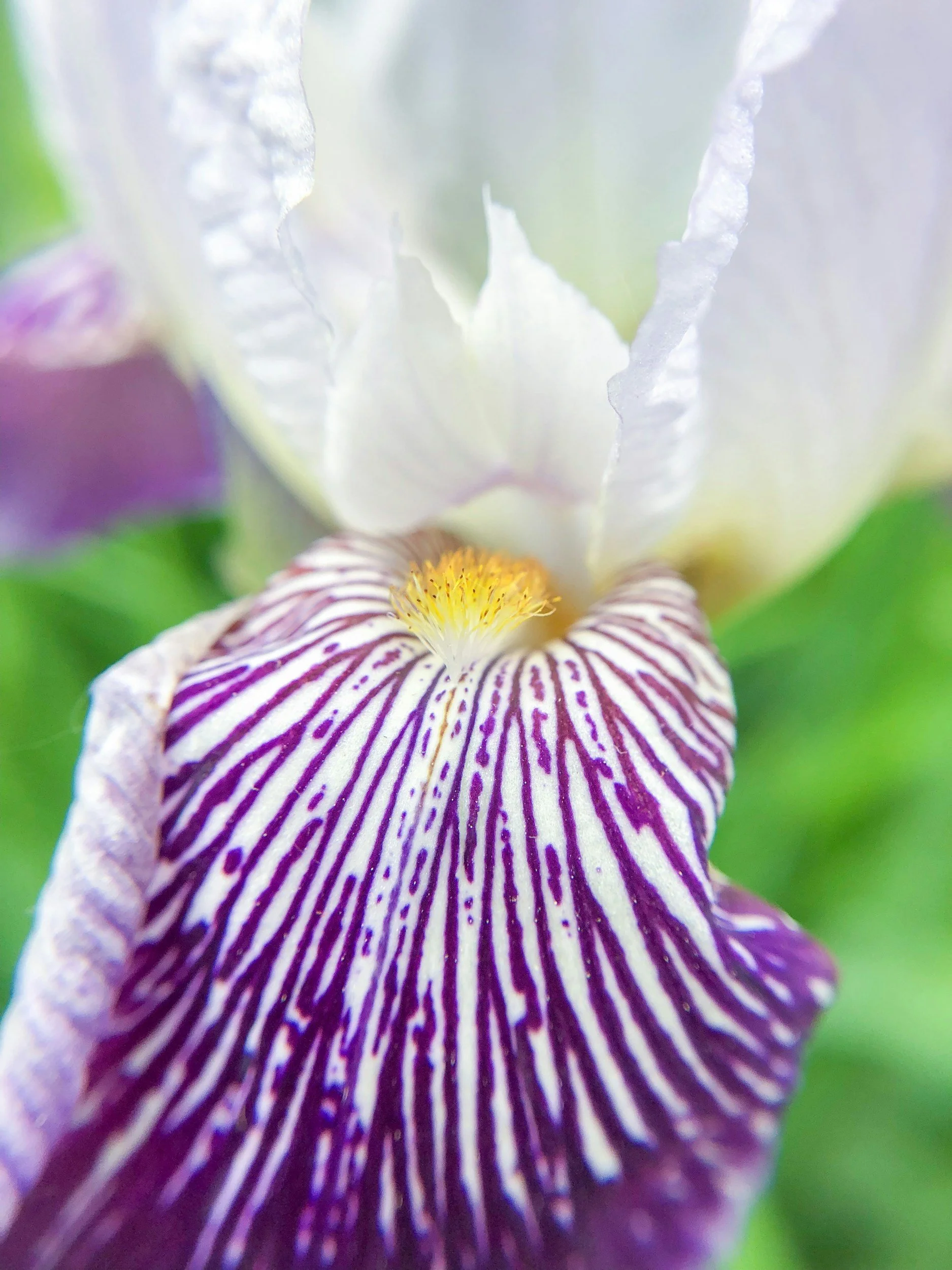 Close-up of a purple and white iris flower with intricate striped petals and yellow center