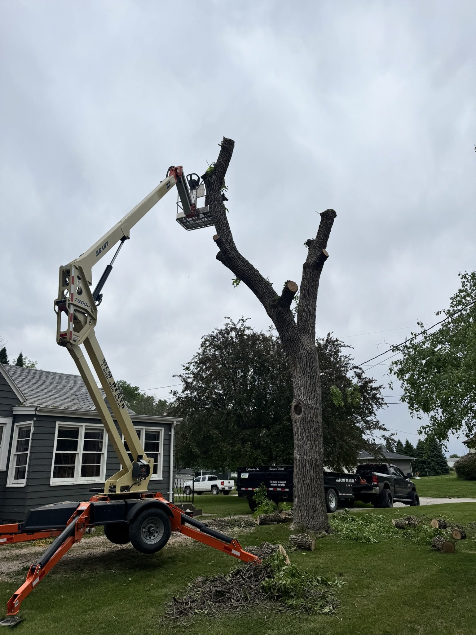 A tree cutting scene with a boom lift reaching a tall, partially cut tree having branches and a few leaves, in a residential yard with houses, cars, and trimmed bushes.