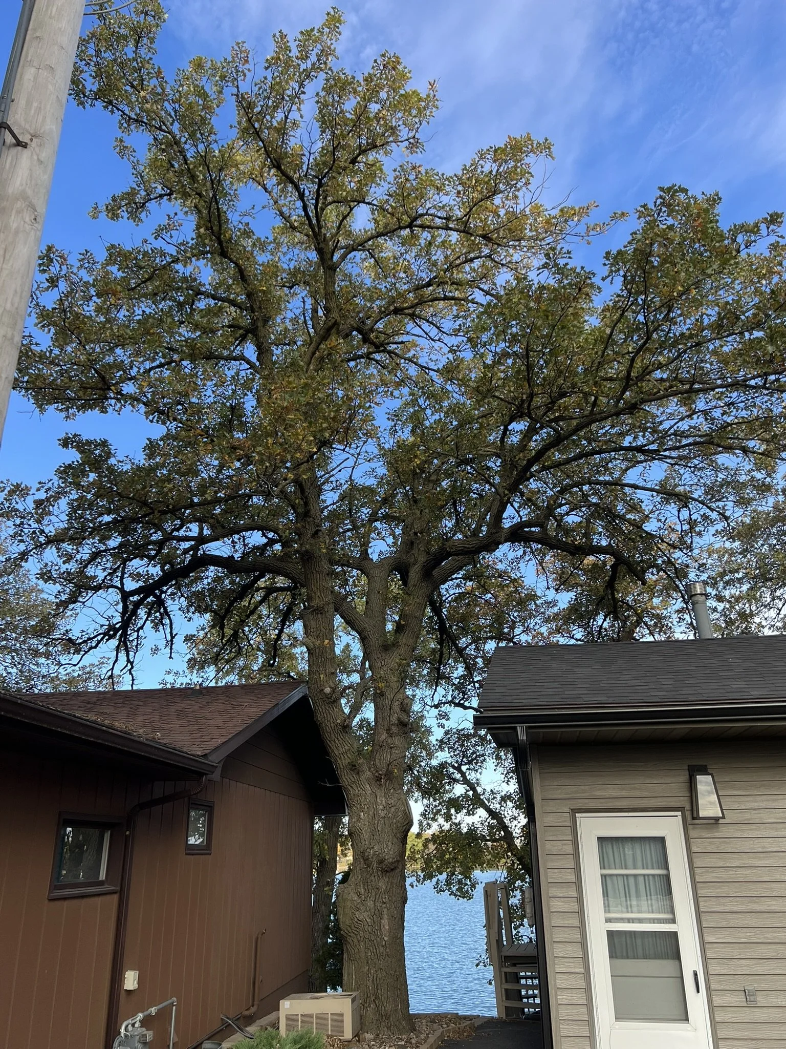 A large tree with a thick trunk and sprawling branches standing between two houses, with a body of water visible in the background, under a blue sky with a few clouds.