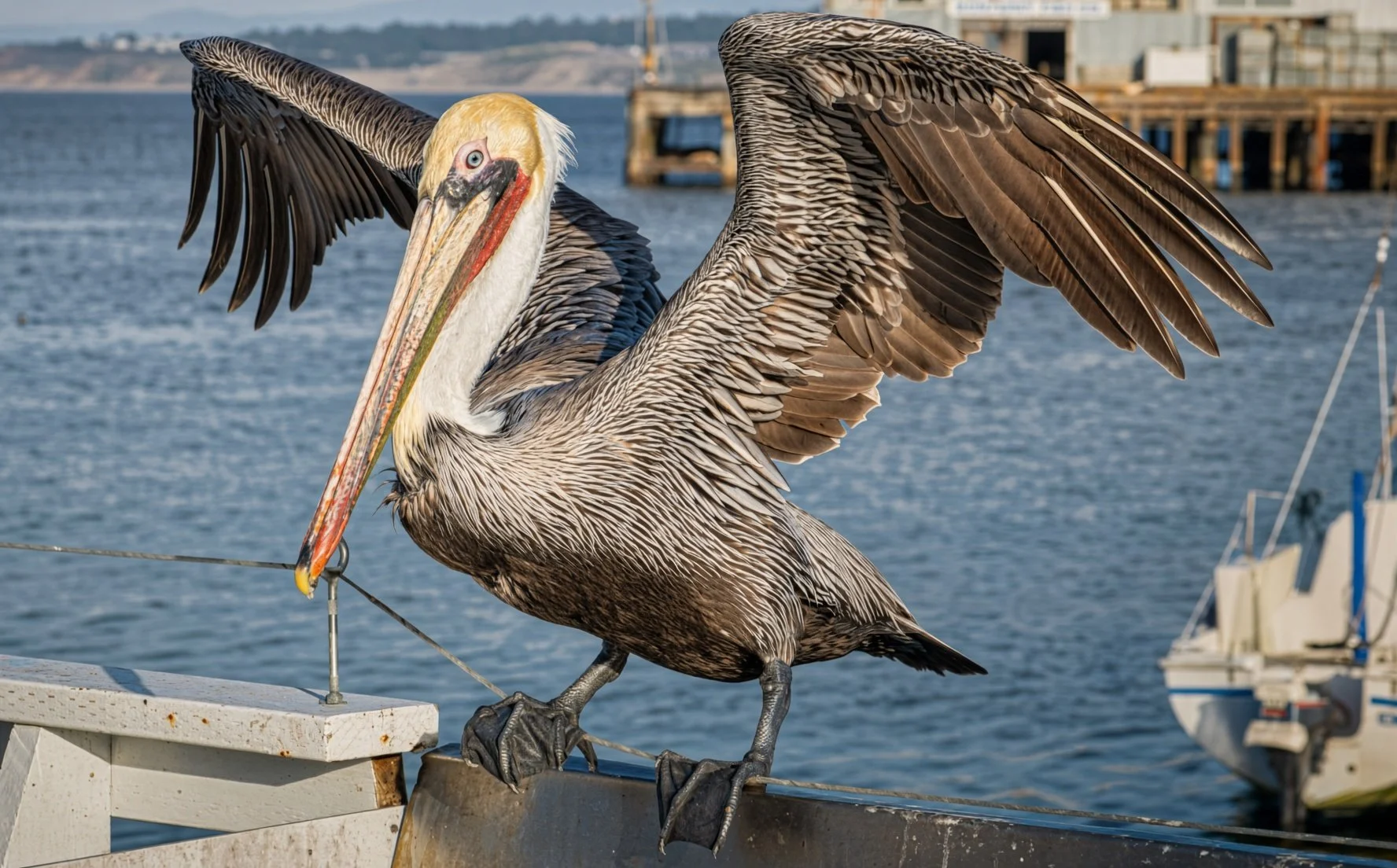 A brown pelican with its wings spread, perched on a railing near the water, with a marina and boat in the background.
