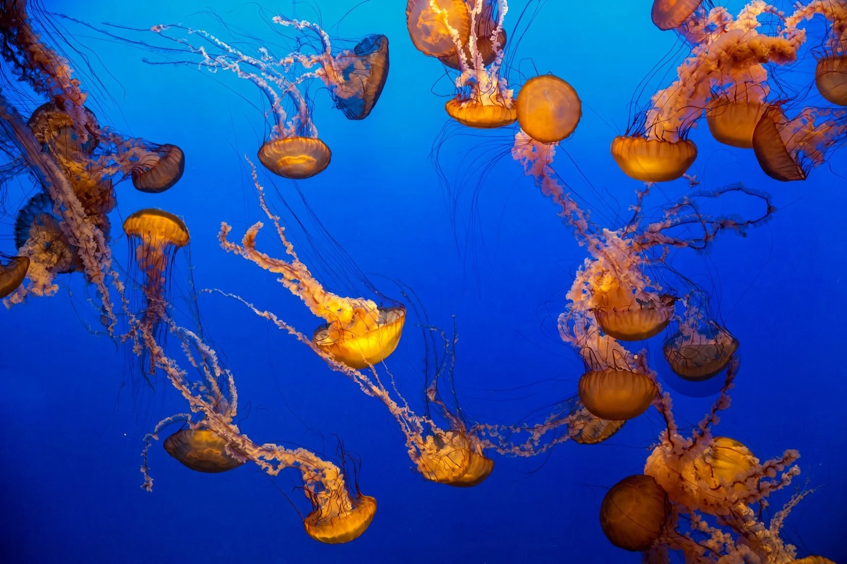 A large group of jellyfish swimming in a deep blue ocean.