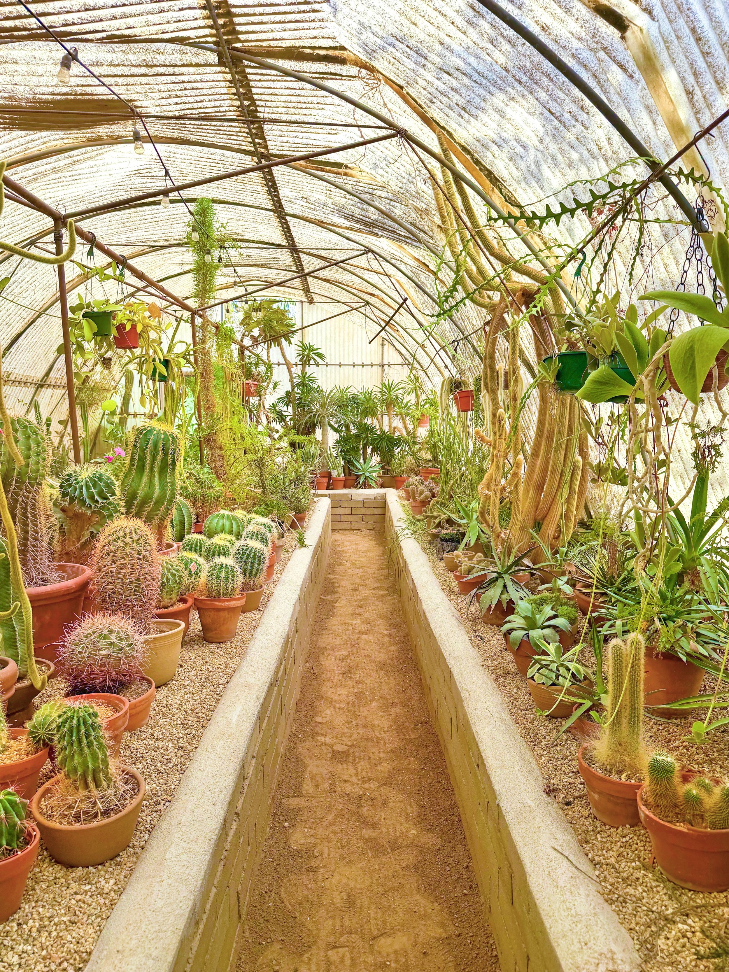 Inside a greenhouse with a dirt walkway, surrounded by various cactus and succulent plants in pots, with a curved roof made of translucent material and string lights overhead.