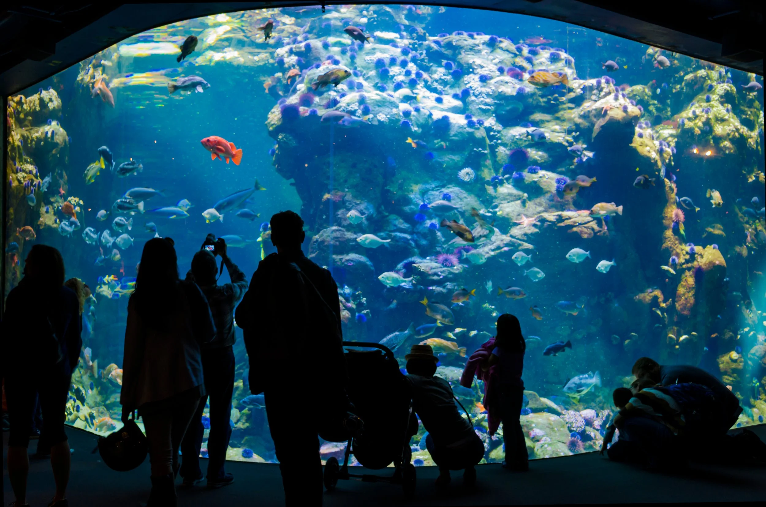 Visitors observing fish and coral in a large aquarium tank with a glass viewing panel.