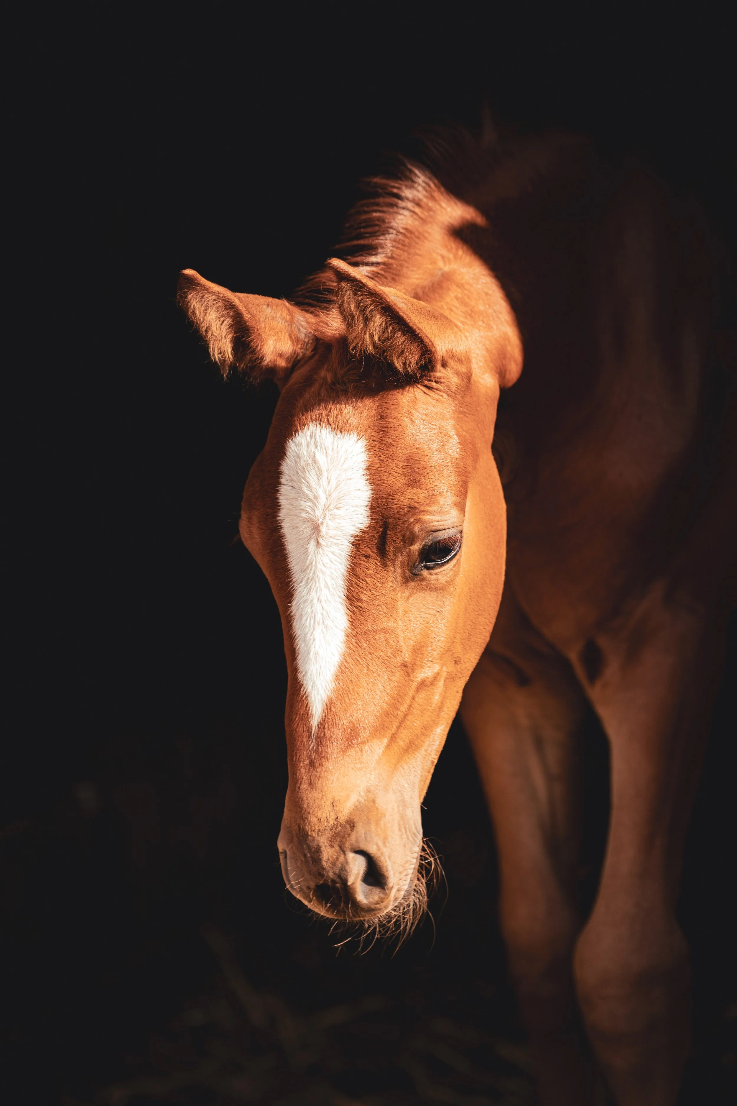 veulen shoot door Axellelens