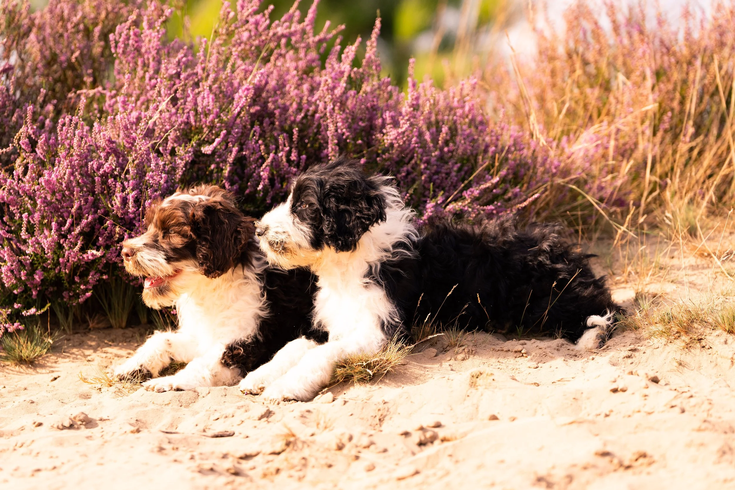 dogshoot, Kalmthoutse heide