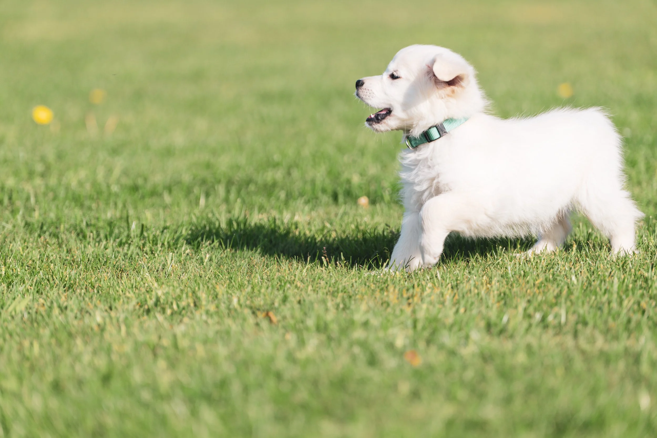 Puppy golden retriever vastgelegd door Axellelens door Axelle Druyts Hens