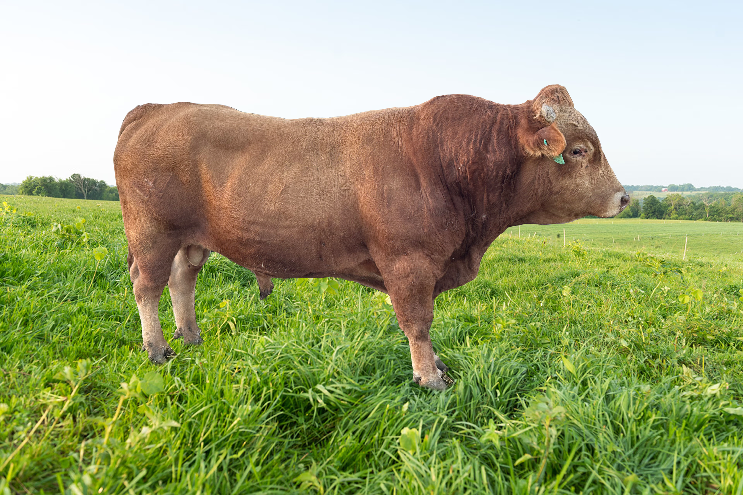 (Helix)  AKA KOTSUKARI RUESHAW 93K ET  #FB89537