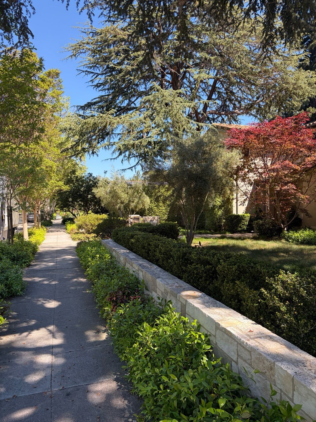 Tree-lined garden walkway in Old Palo Alto in spring