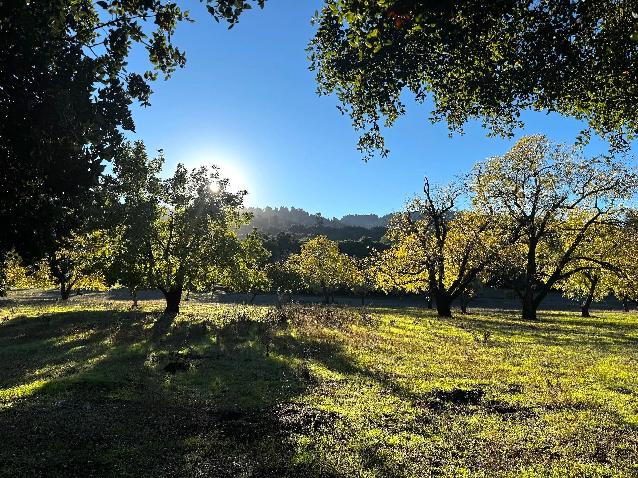 Windy Hill landscape viewed from Portola Valley Town Center, showing the open meadows and native trees characteristic of Portola Valley’s natural environment.