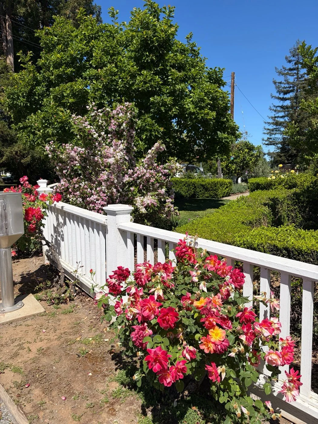 Roses along a white picket fence in a Palo Alto garden