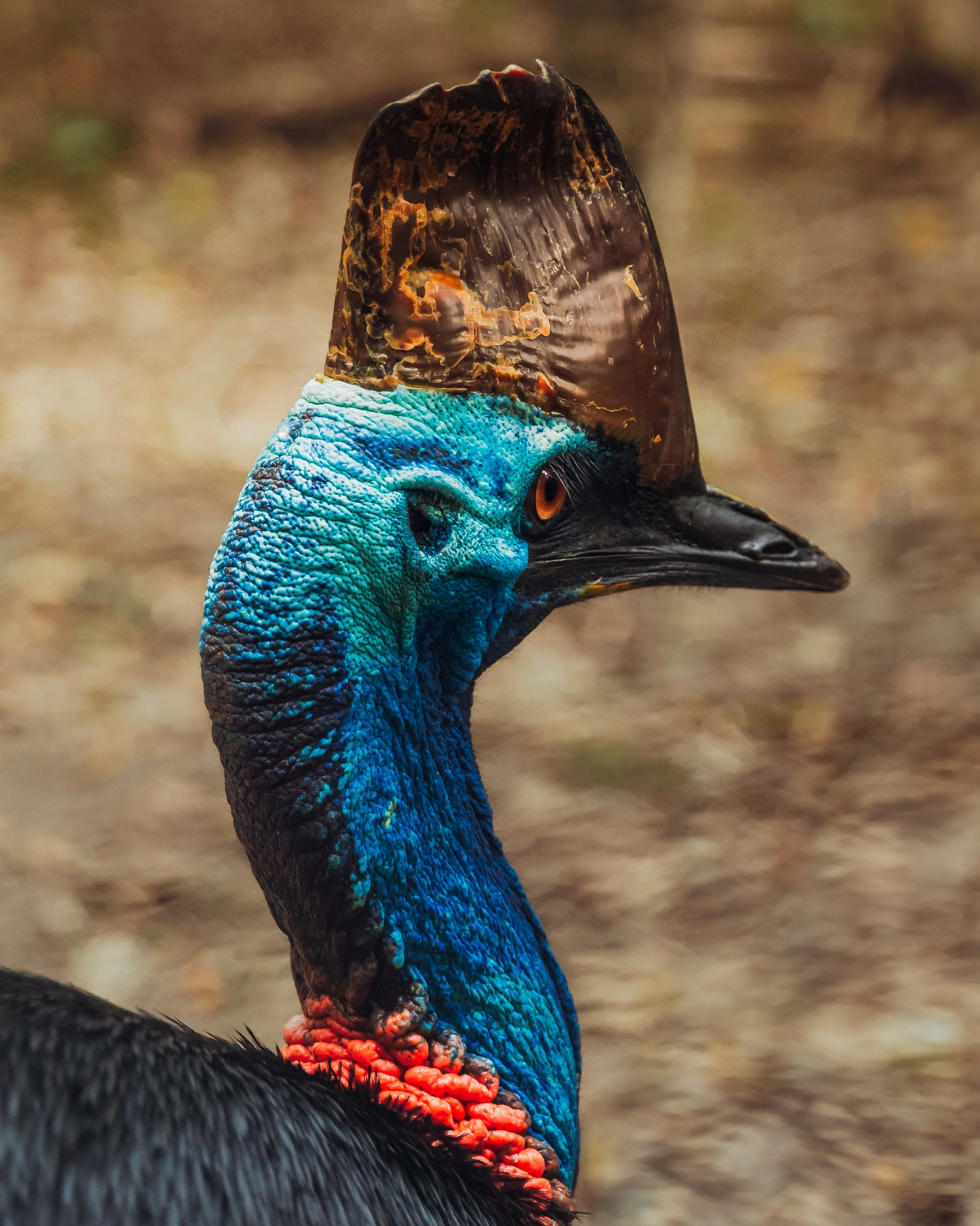 Cairns_Cassowary_1003.jpg