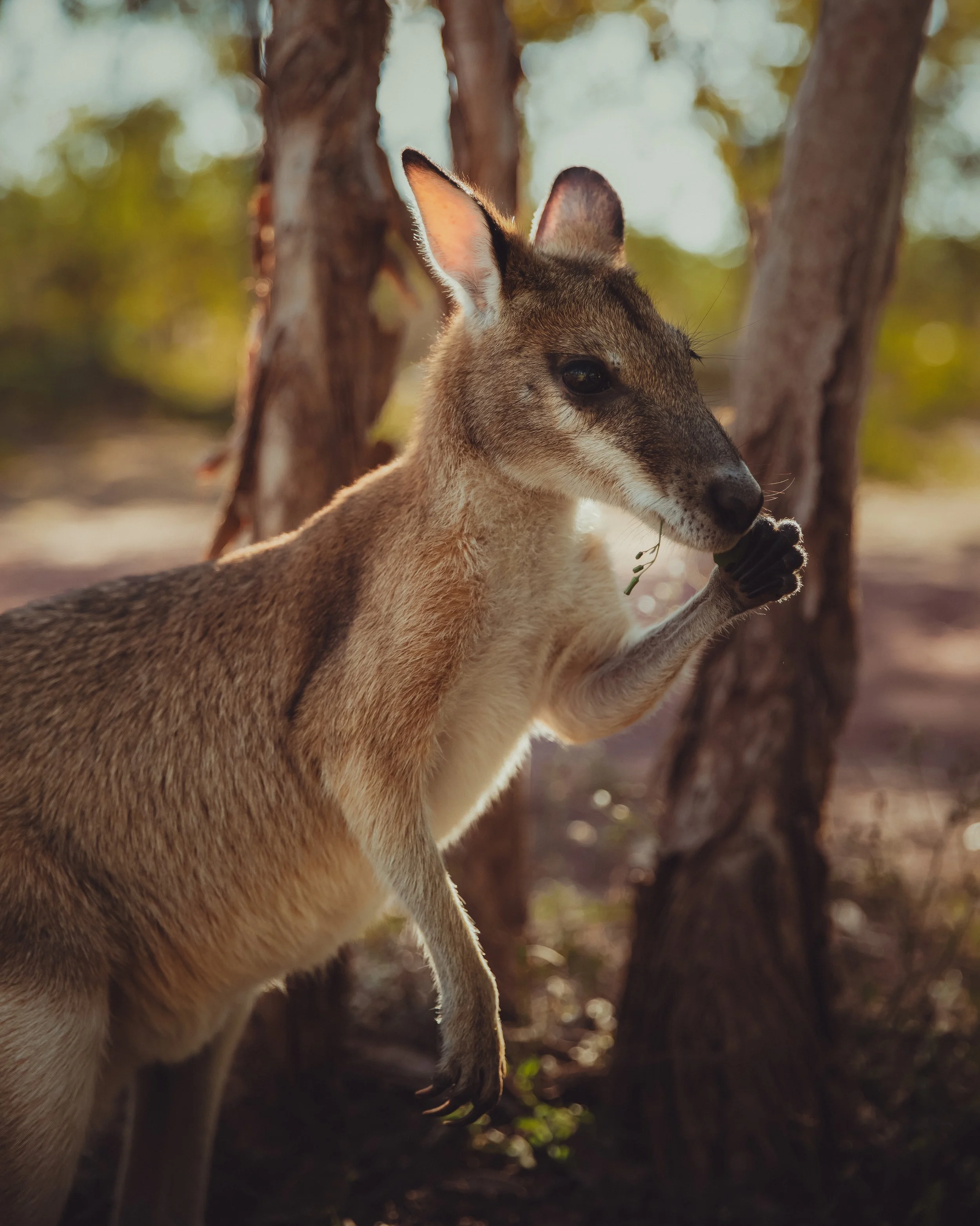NT_Wallabies_1005.jpg