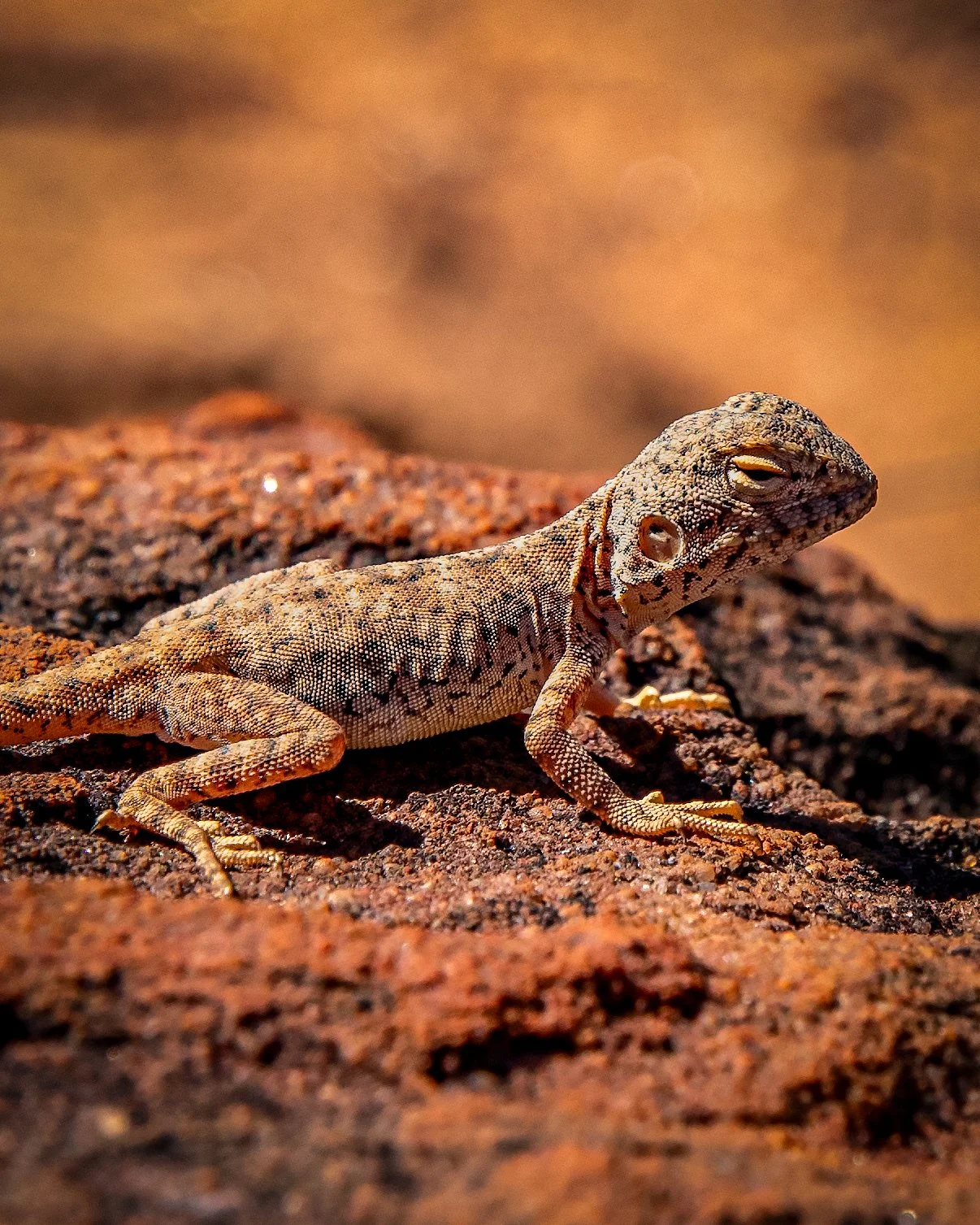 NT_Lizard01_1002.jpg