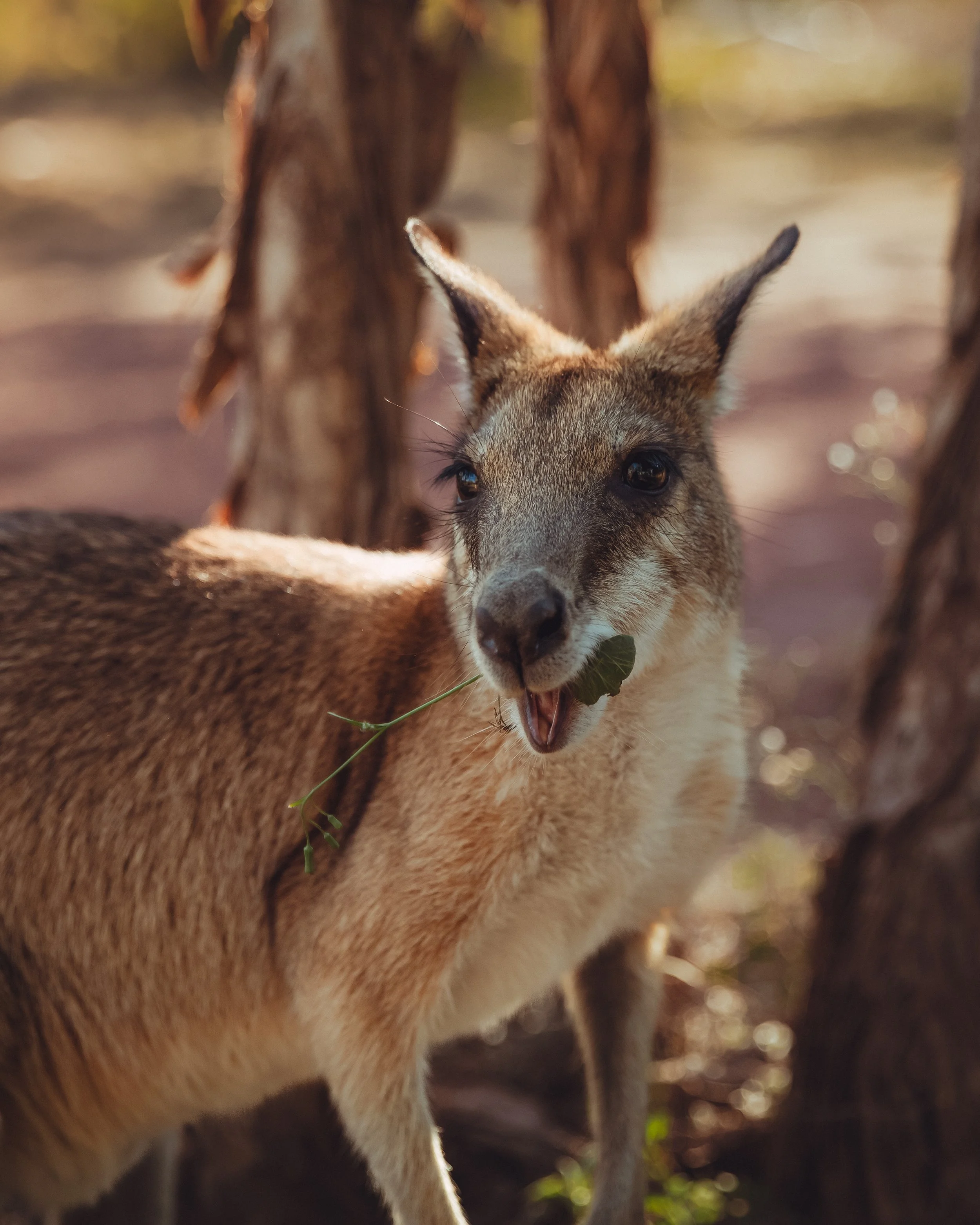 NT_Wallabies_1003.jpg