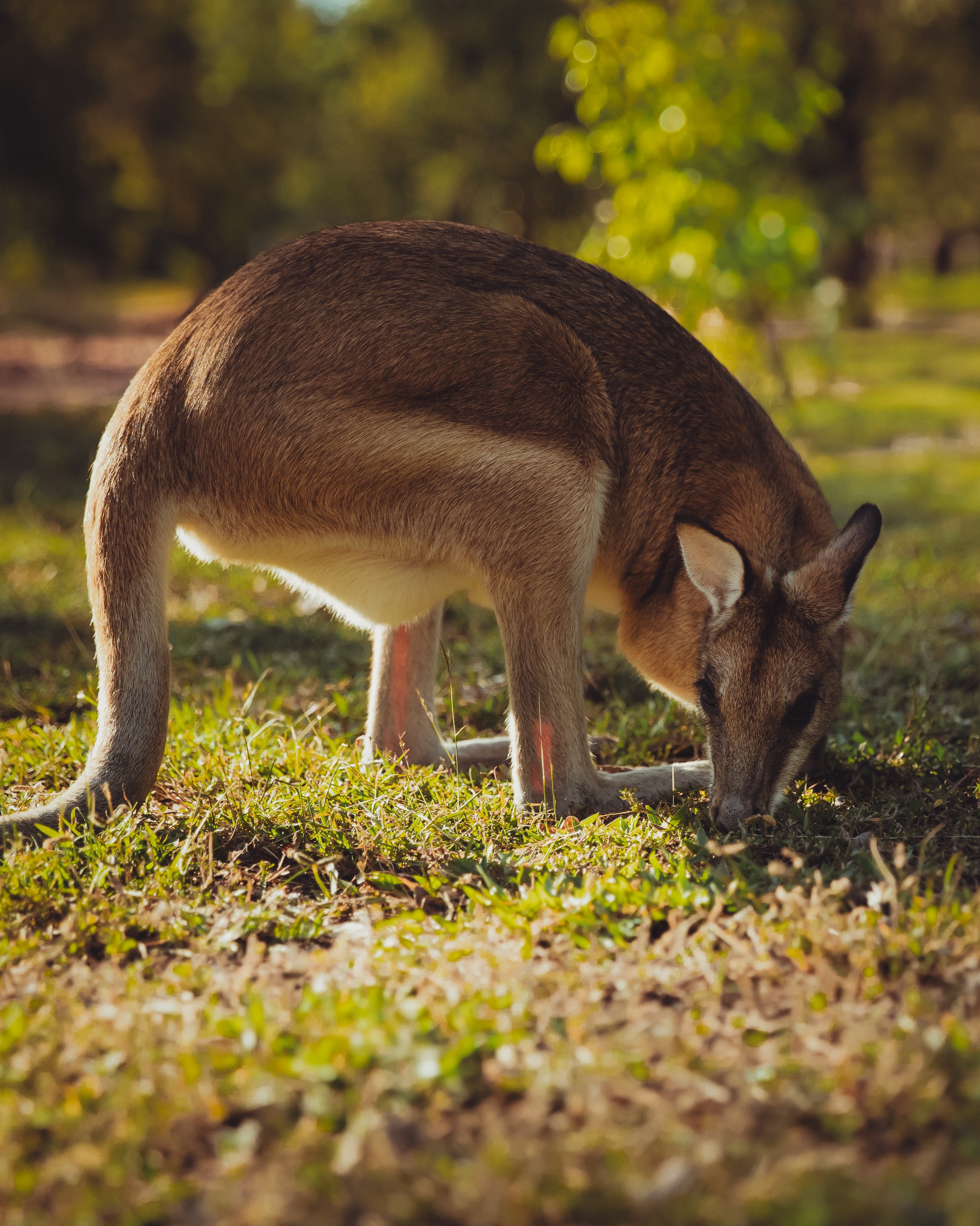 NT_Wallabies_1006.jpg