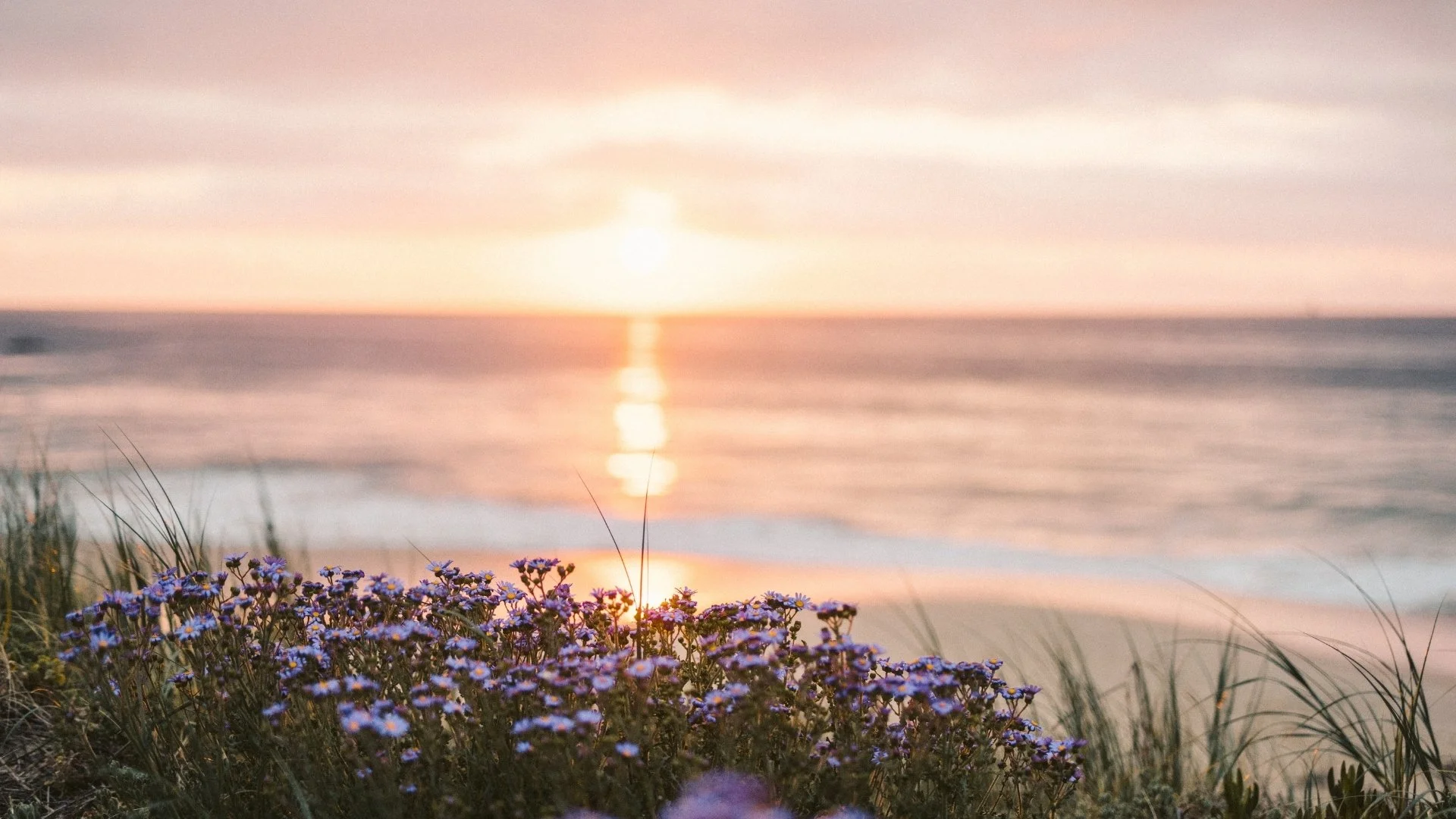 Sunset over the ocean with purple flowers and grass in the foreground.