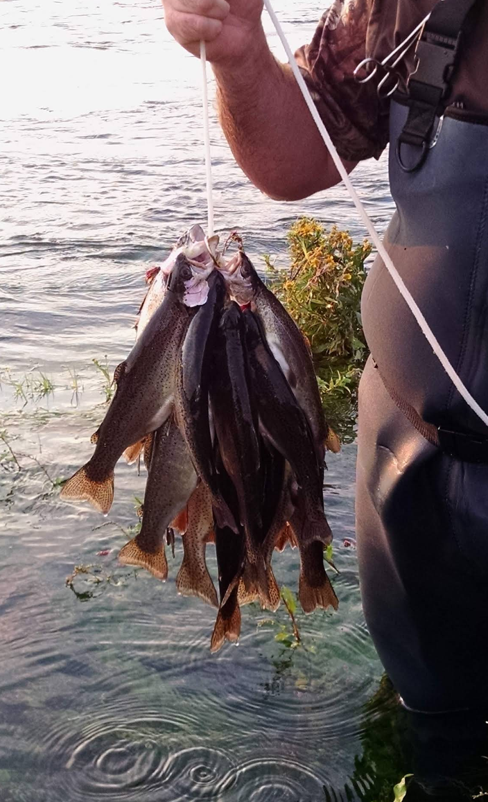 Person holding a string with multiple fish caught from a body of water, with vegetation and water ripples in the background.