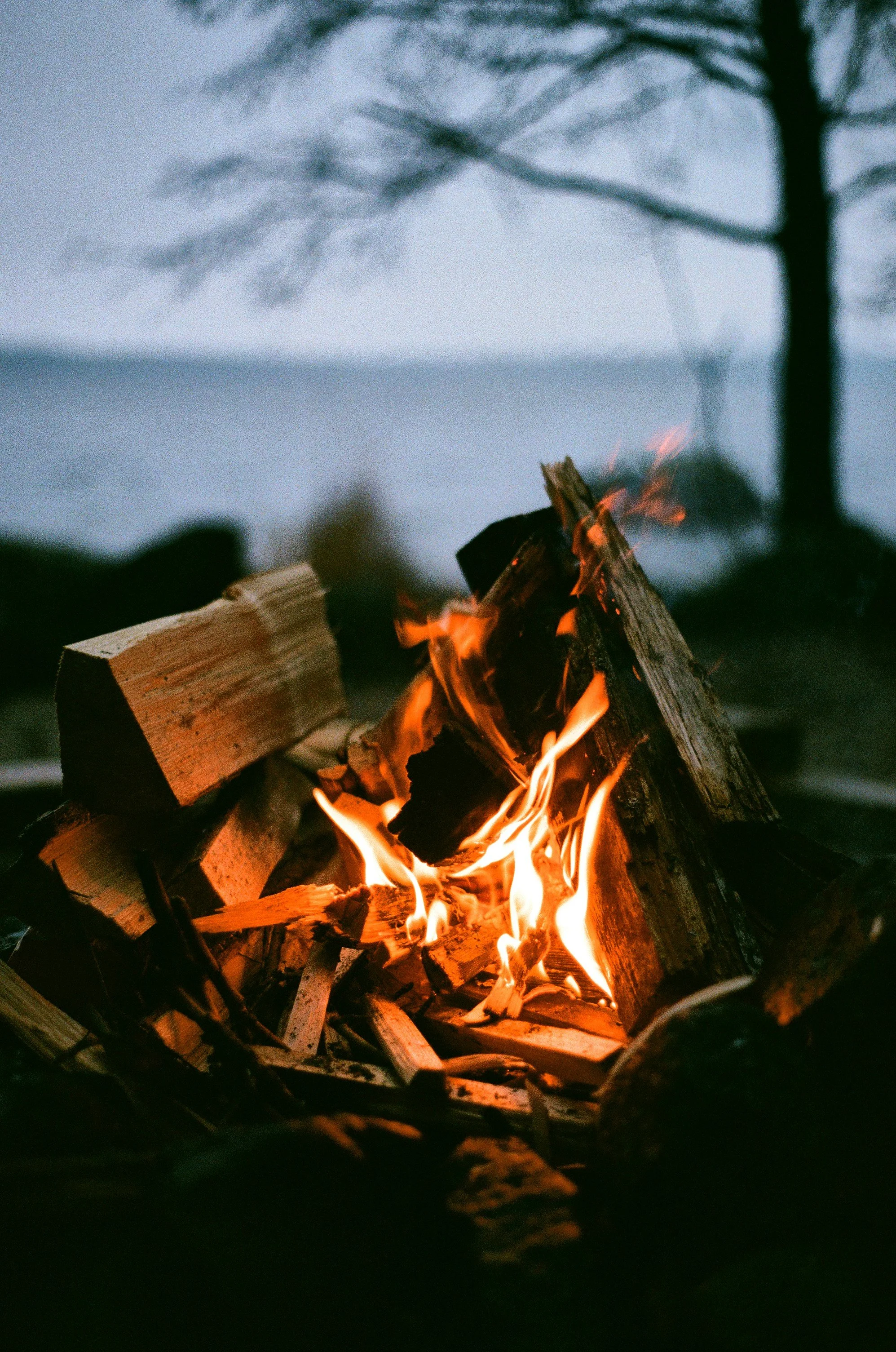 A campfire with burning logs outdoors during evening or dusk, with a body of water and a tree in the background.