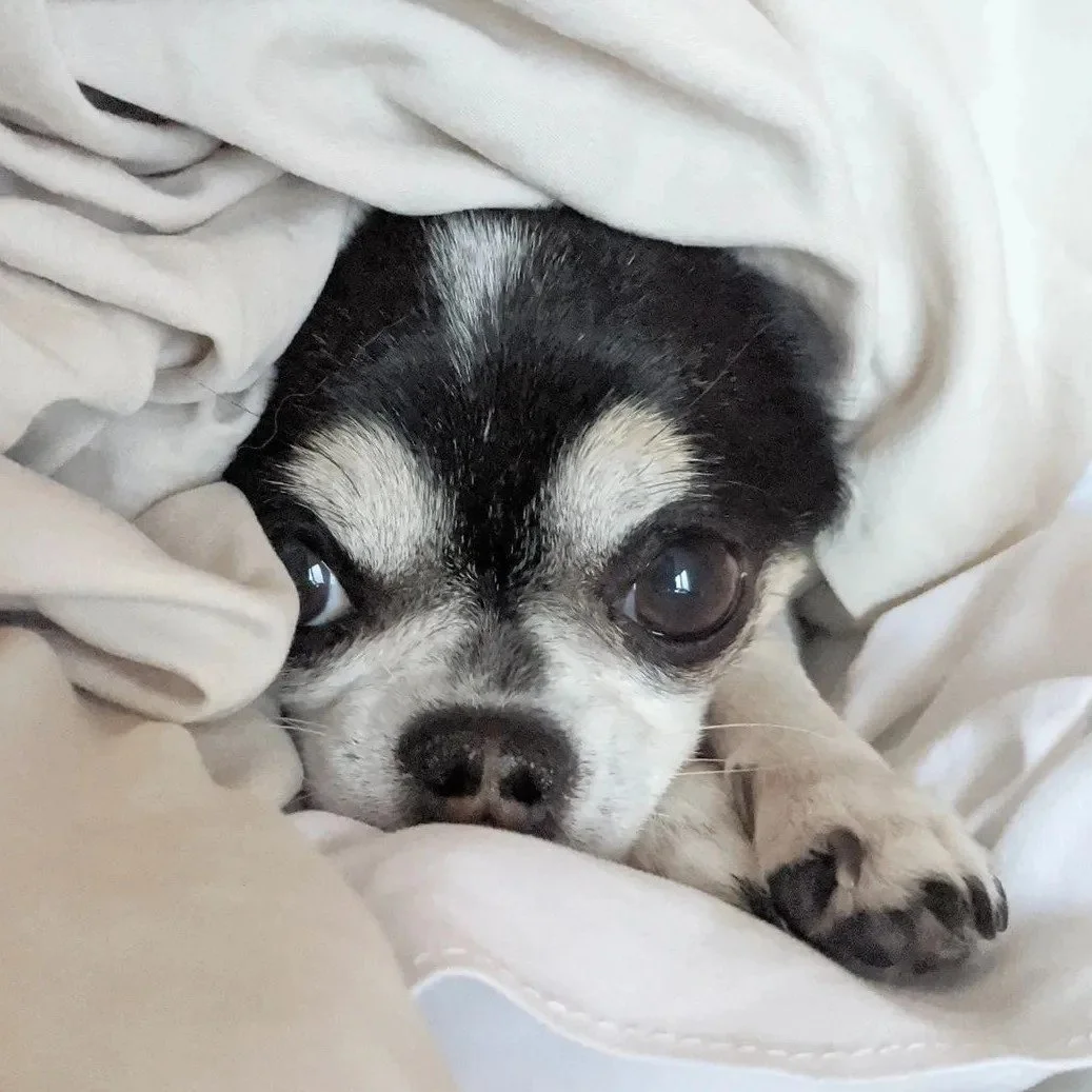 A small black and white puppy, possibly a Chihuahua, lying down and partially covered with a white blanket, looking directly at the camera with big eyes.