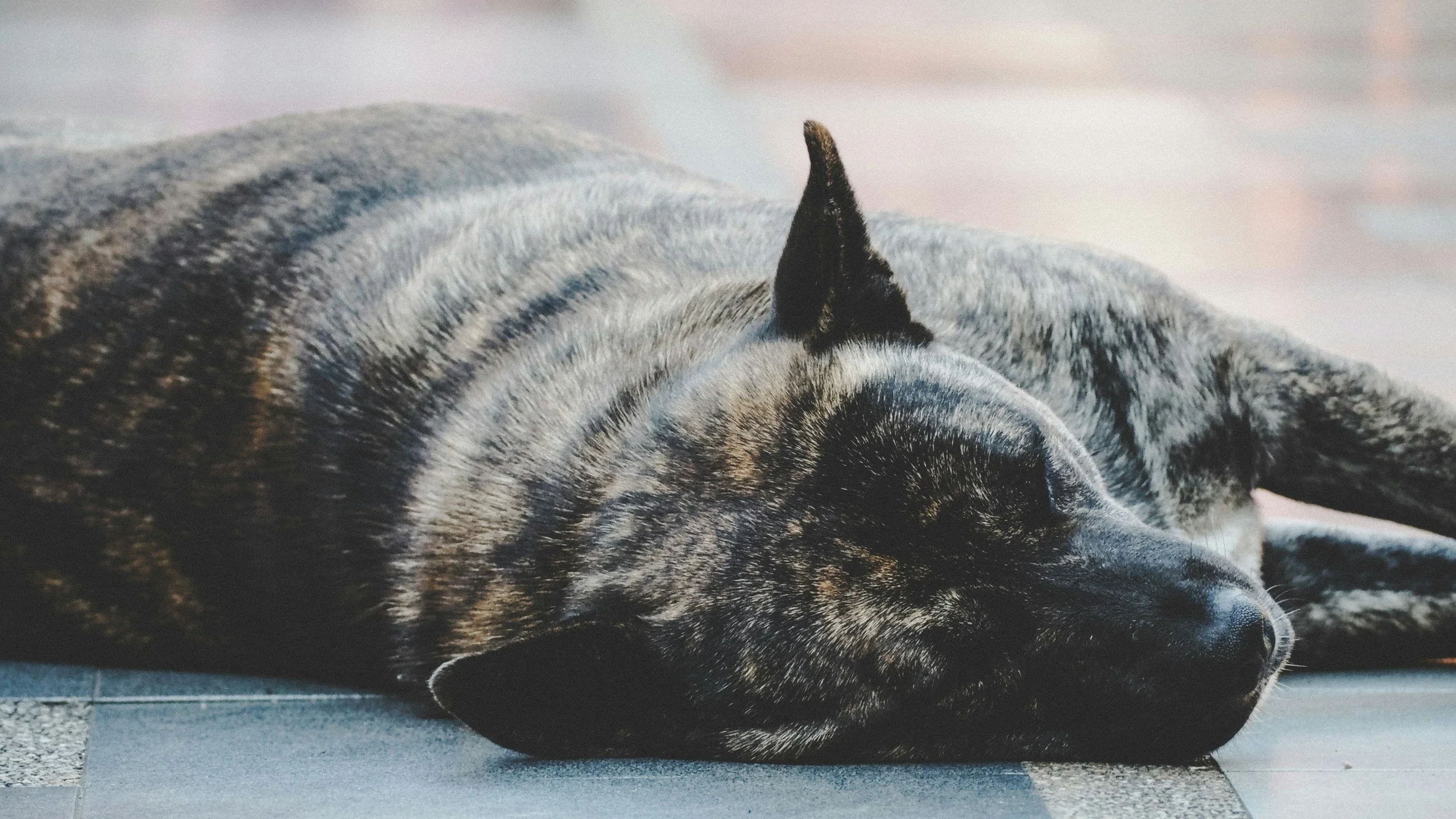 A black and gray dog with a brindle coat lying on a tiled floor, sleeping peacefully with its head resting on the ground.