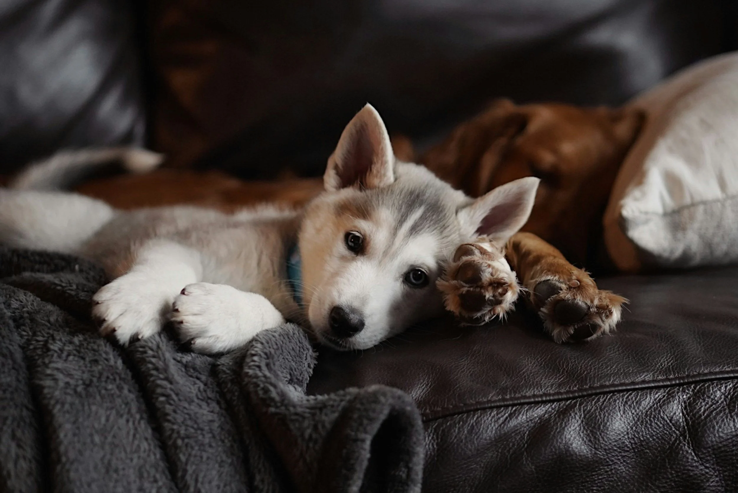 A husky puppy lying on a dark leather couch with a grey blanket, resting its head on its paws and looking at the camera.