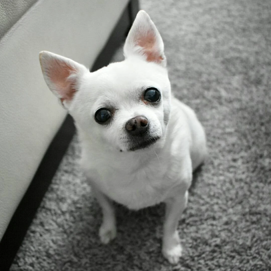 A small white dog with large ears and dark eyes looking up, sitting on a gray carpet next to a piece of beige furniture.