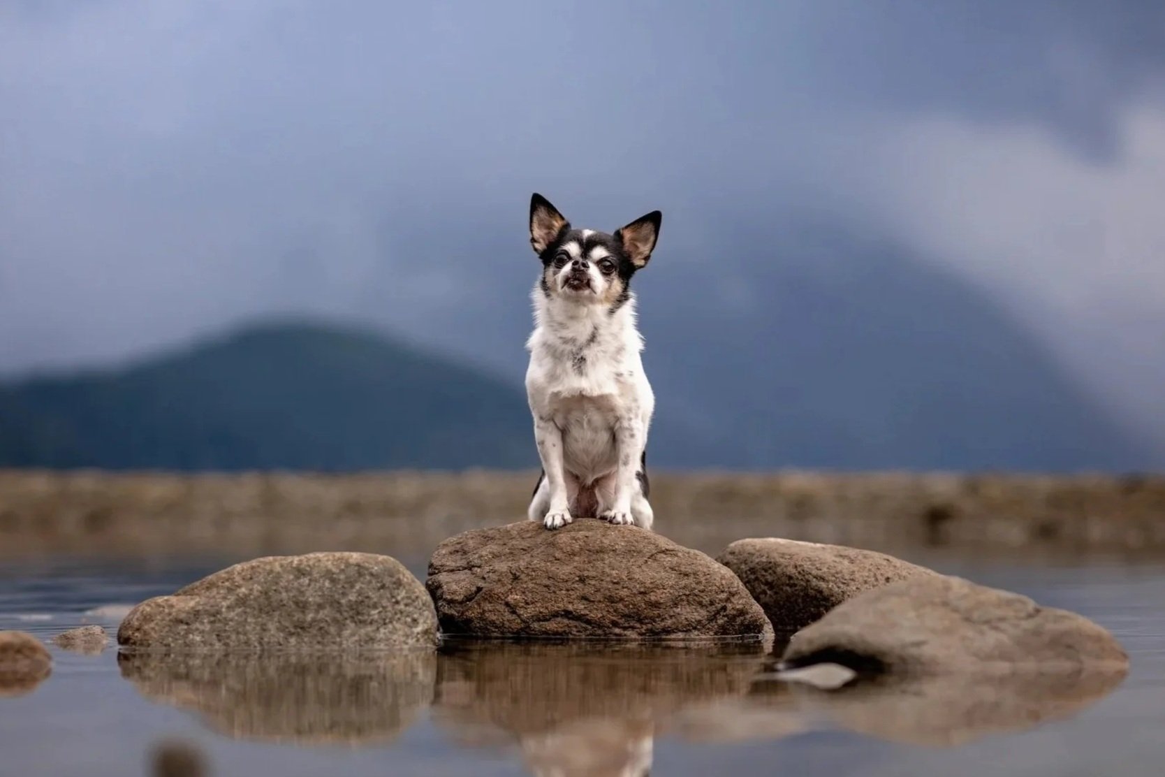 A small black and white dog sitting on a rock in a body of water with mountains and dark clouds in the background.