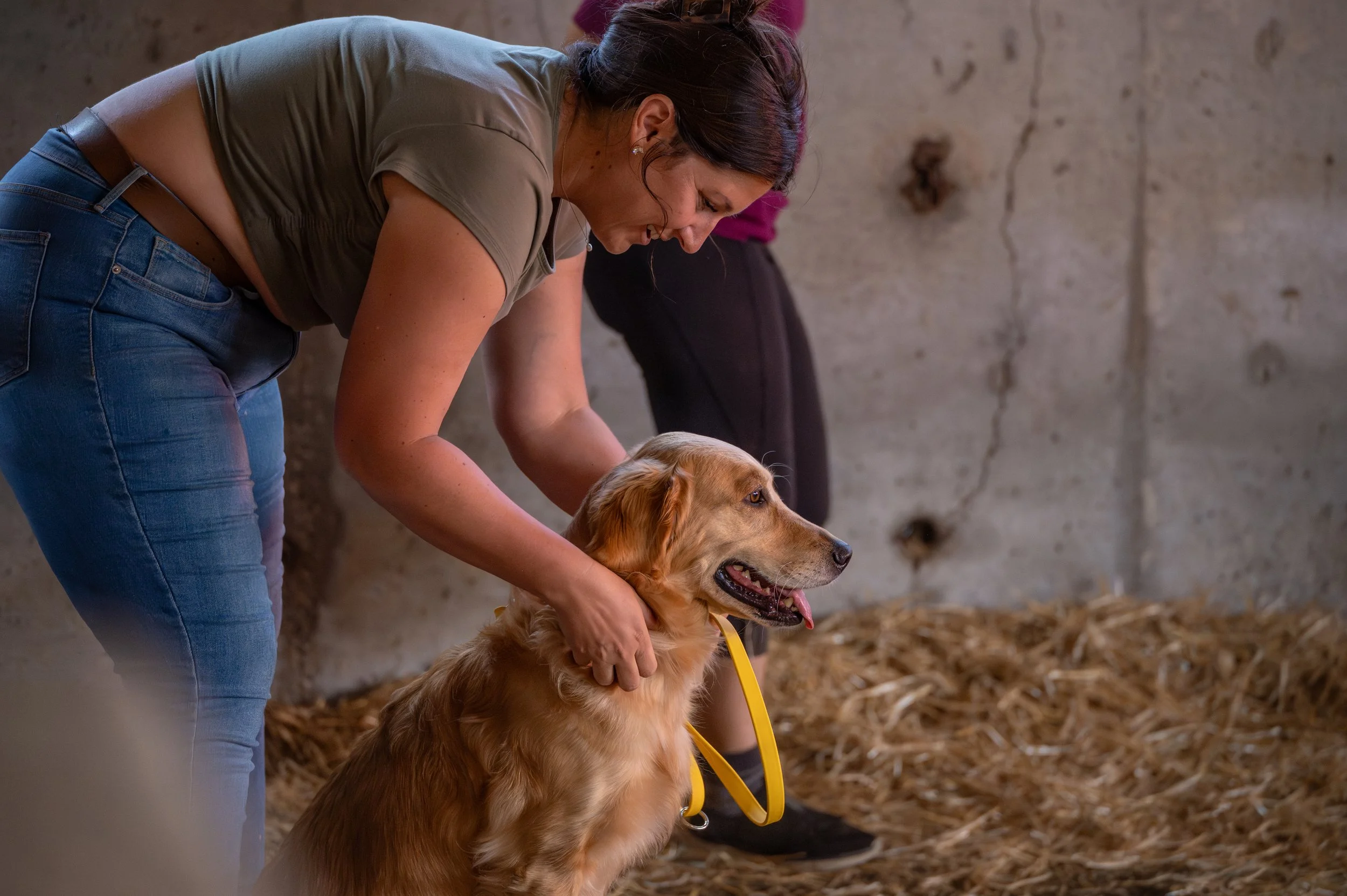 A woman in a gray t-shirt and jeans leans over to pet a golden retriever with a yellow collar, as another person stands nearby in a barn or outdoor setting with straw on the ground and a concrete wall in the background.